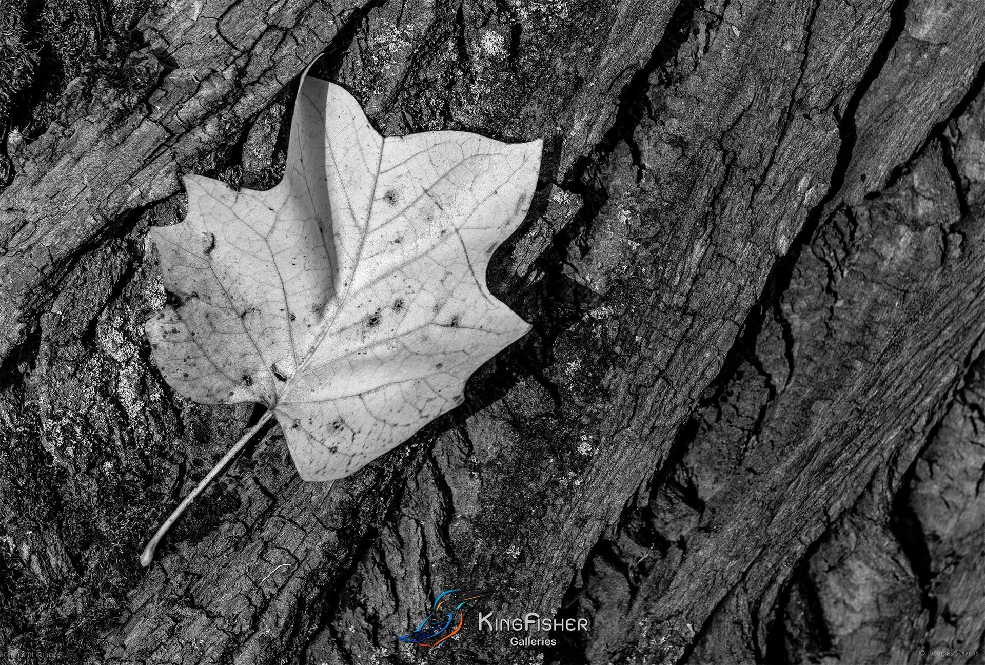 076_DST_Colours_Of_Autumn_L_BW.jpg