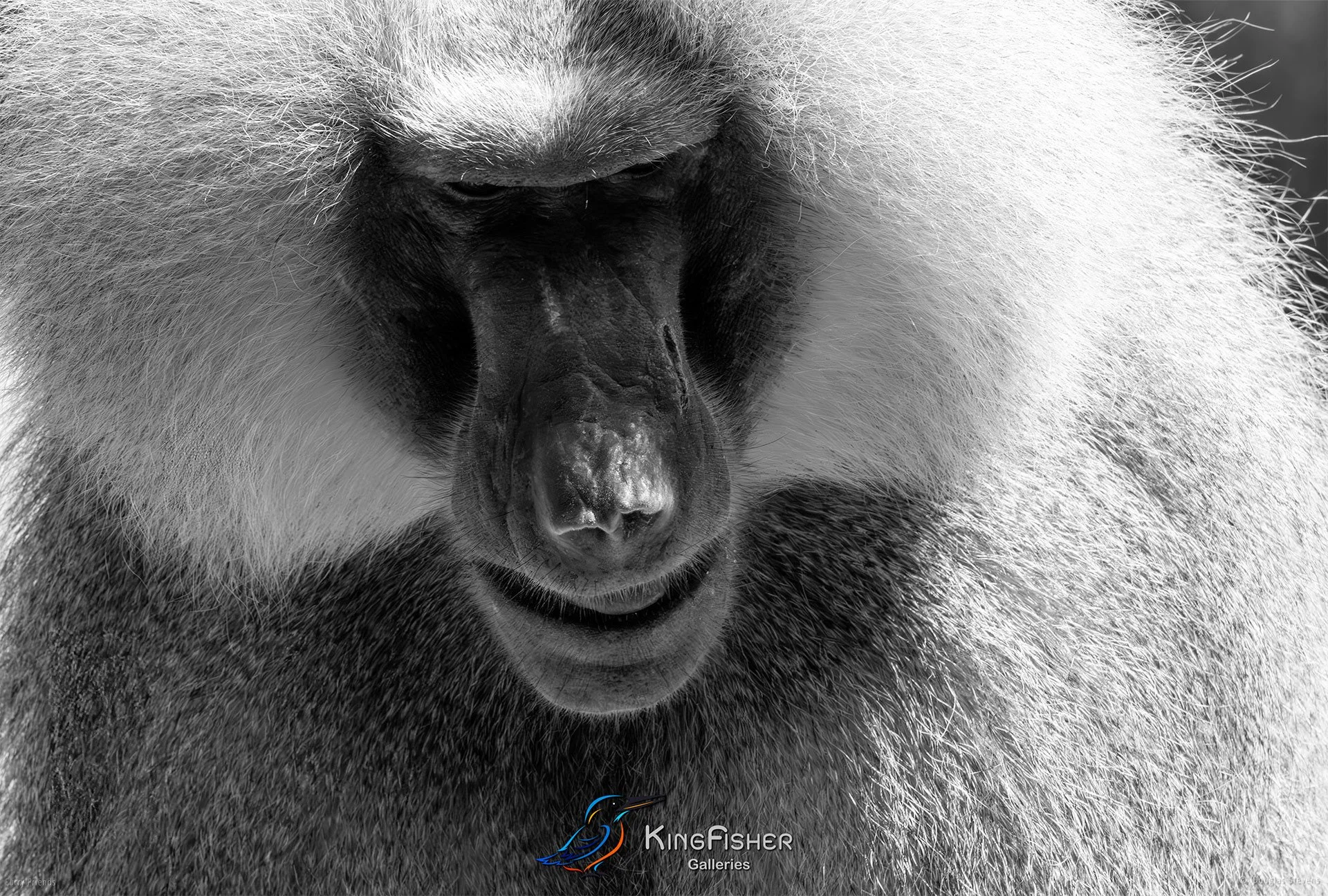 294_DST_Animals_Hamadryas_Baboon_Contemplative_L_BW.jpg