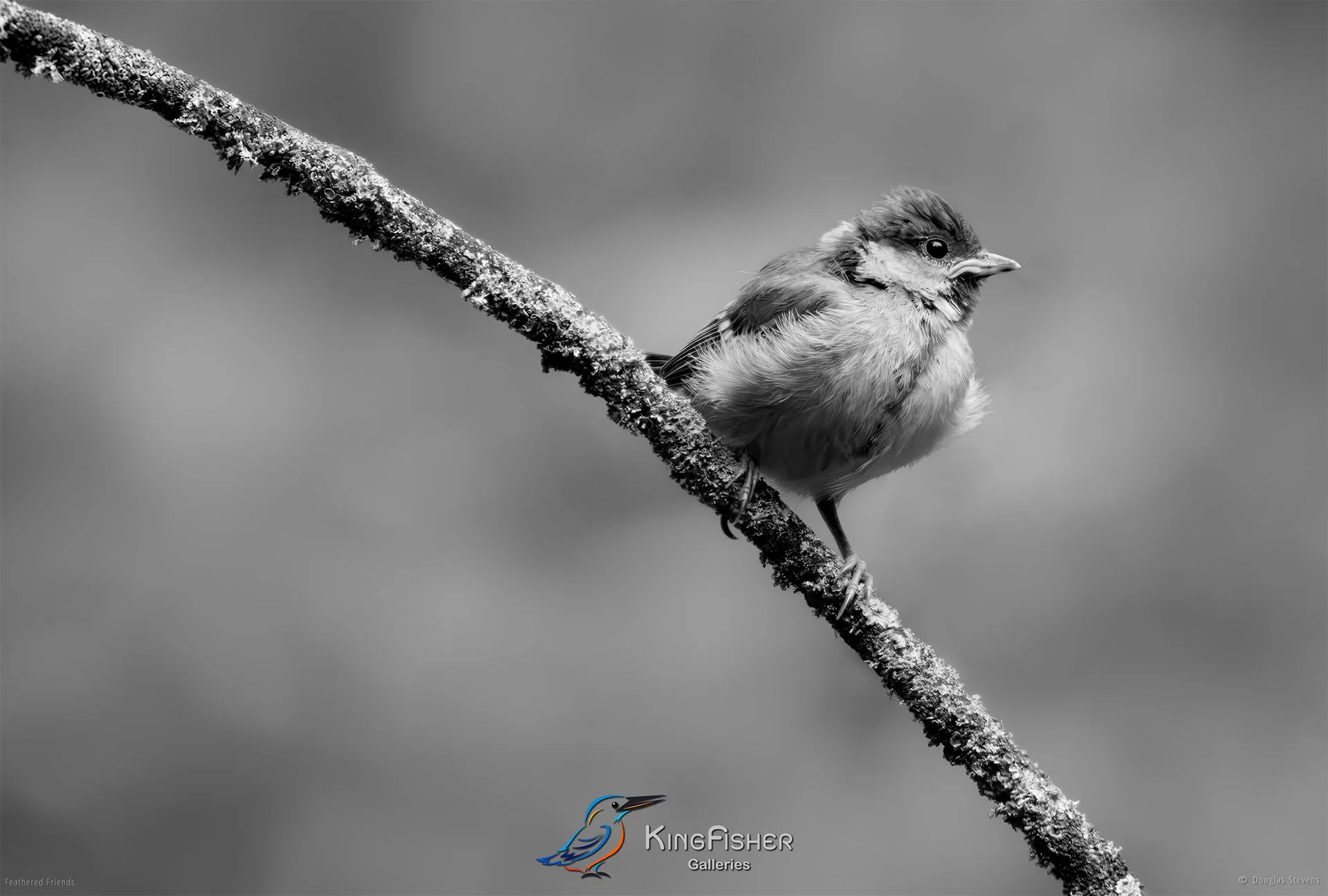 570_DST_Birds_2025_Great_Tit_Fledgling_L_BW.jpg