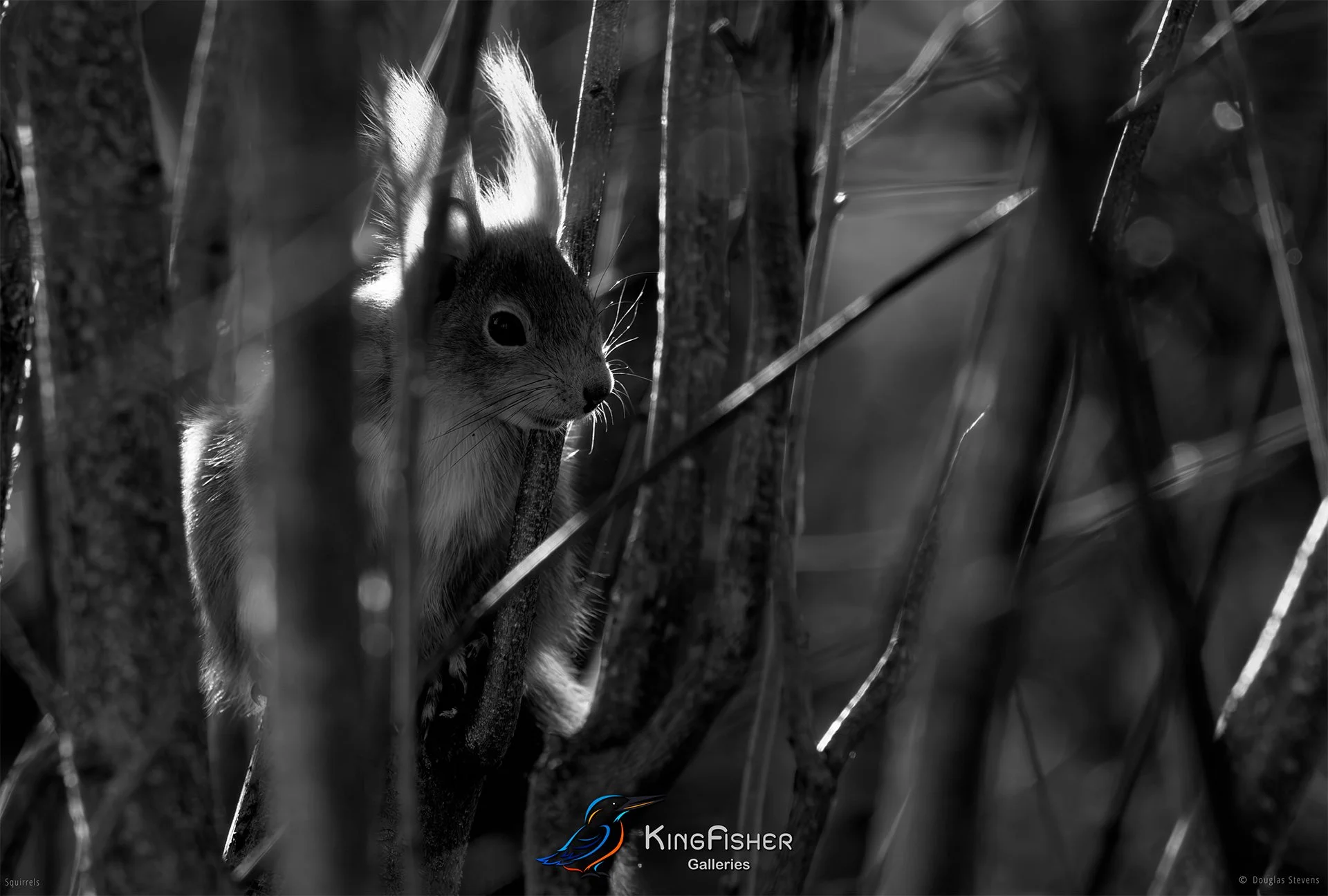 552_DST_Squirrels_Perfect_Camo_L_BW.jpg