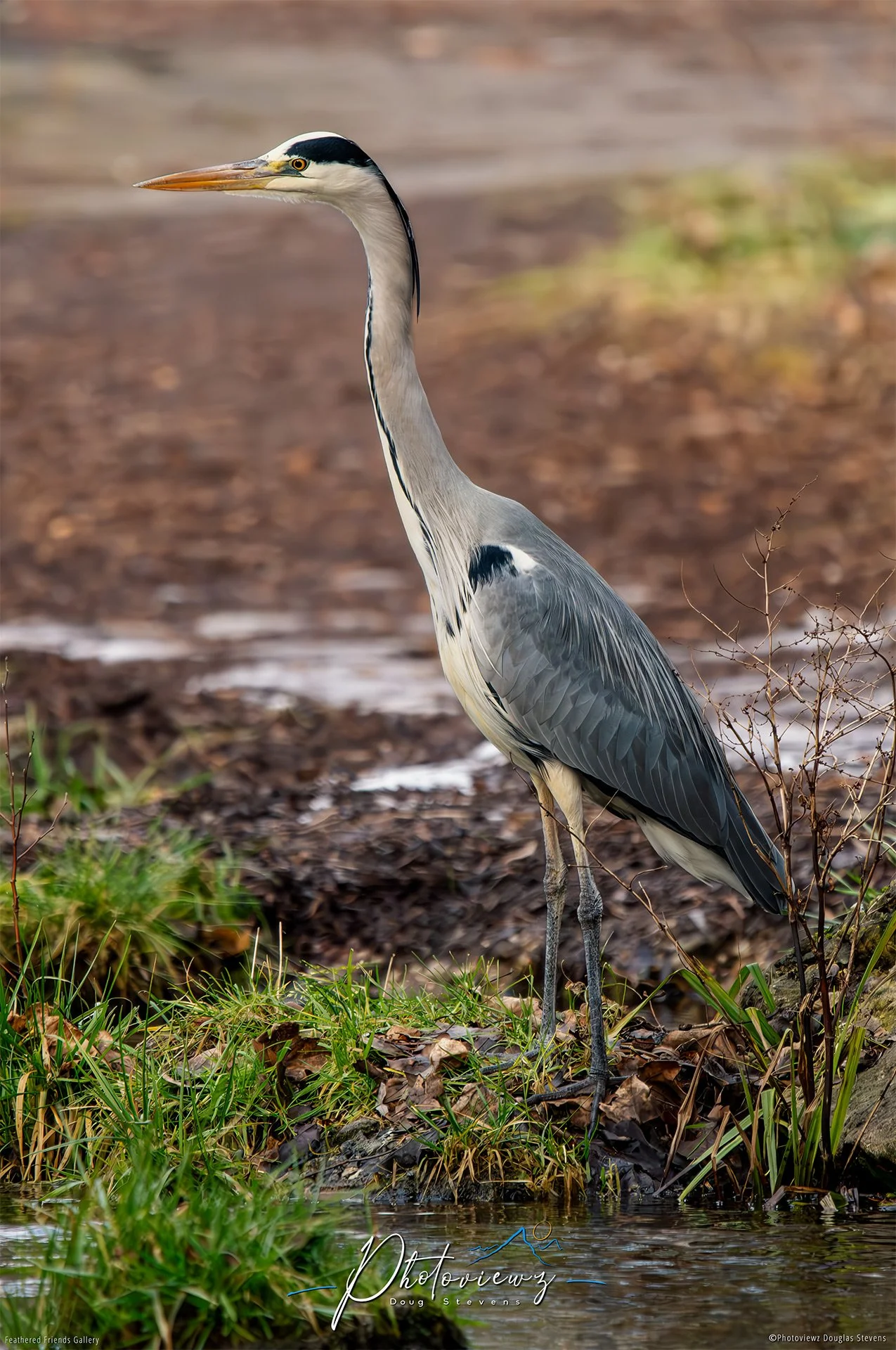 409_DST_Birds_2025_Grey_Heron_P.jpg