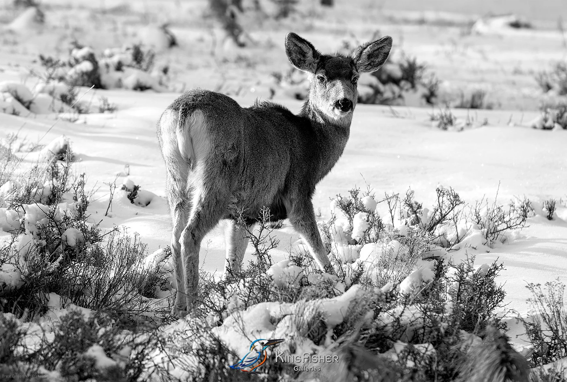 049_DST_Bryce_Canyon_NP_UT_USA_2012_L_BW.jpg