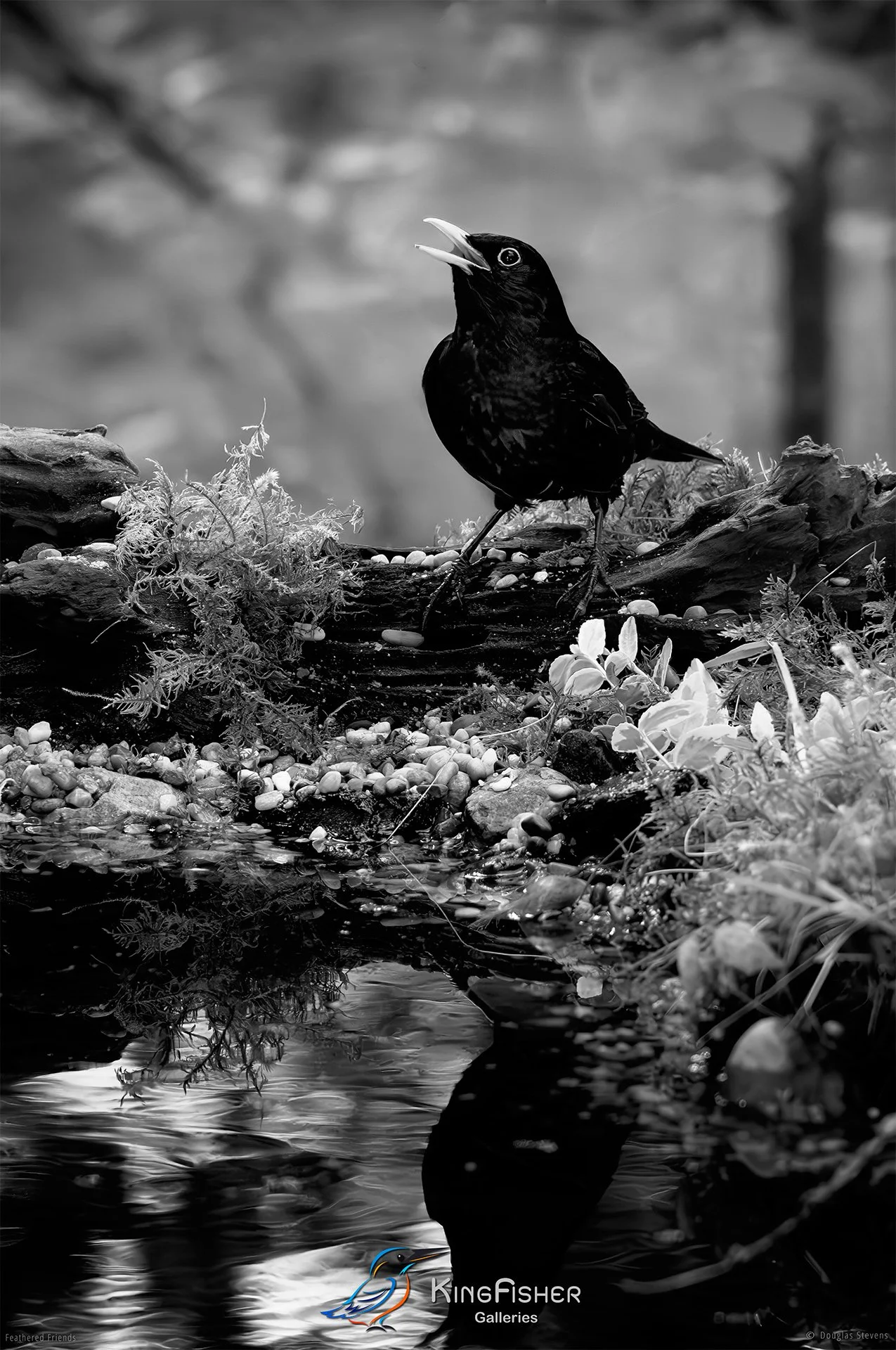 578_DST_Birds_2025_Blackbird_Evening_Call_P_BW.jpg