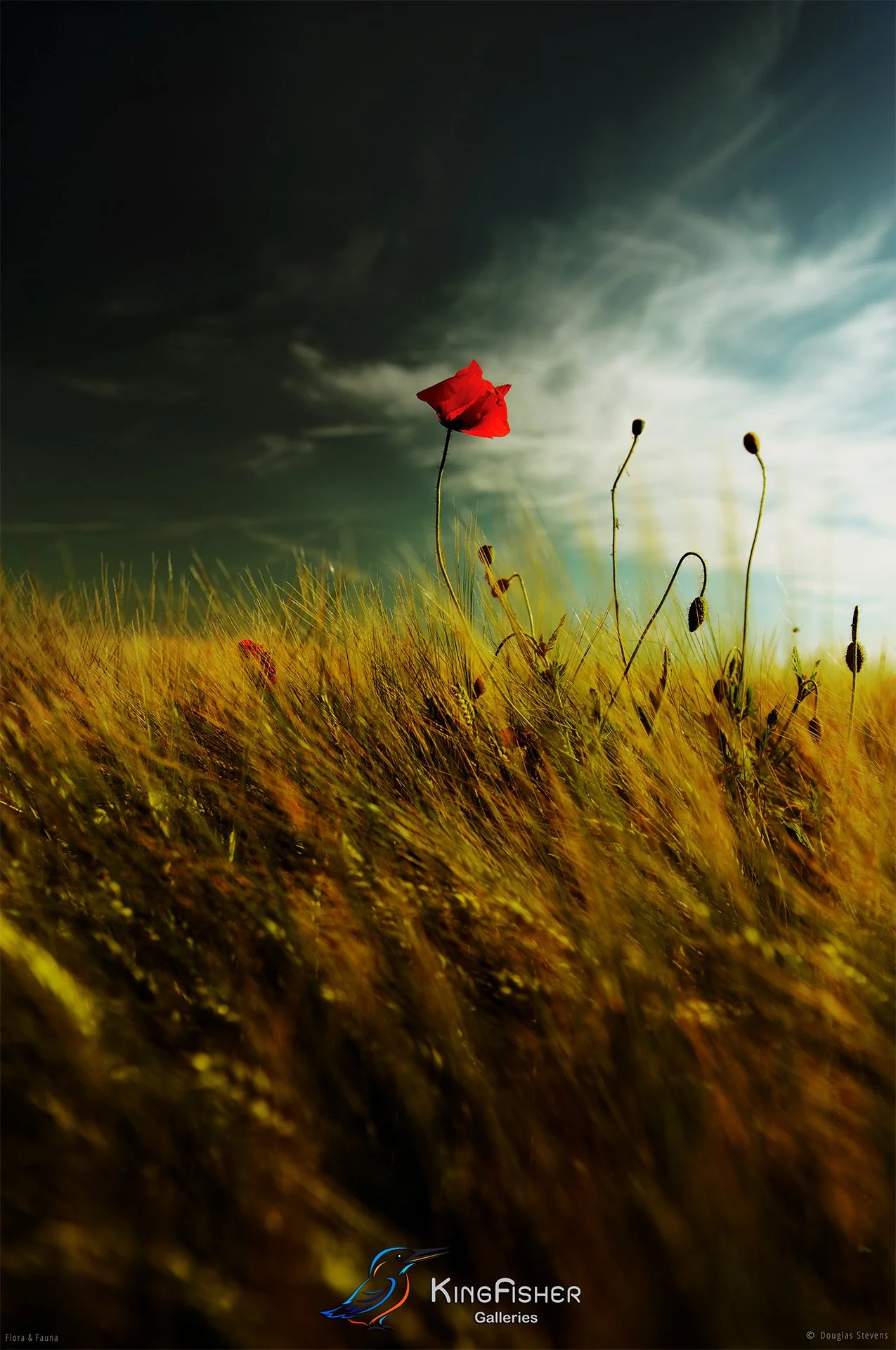 080_DST_Flora_Fauna_2012_Poppy_Field_Study_P.jpg