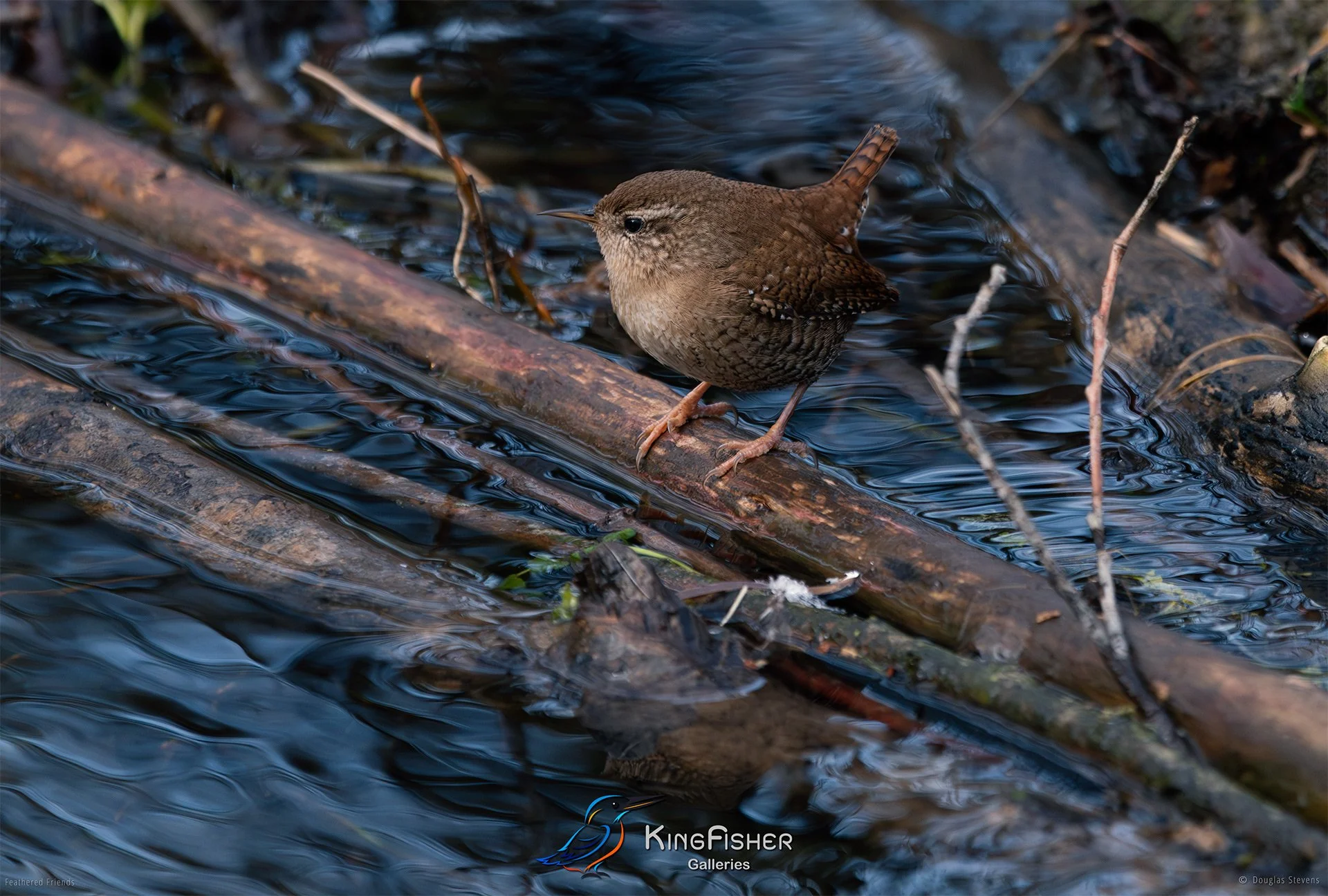 446_DST_Birds_2025_Wren_Logging_L.jpg