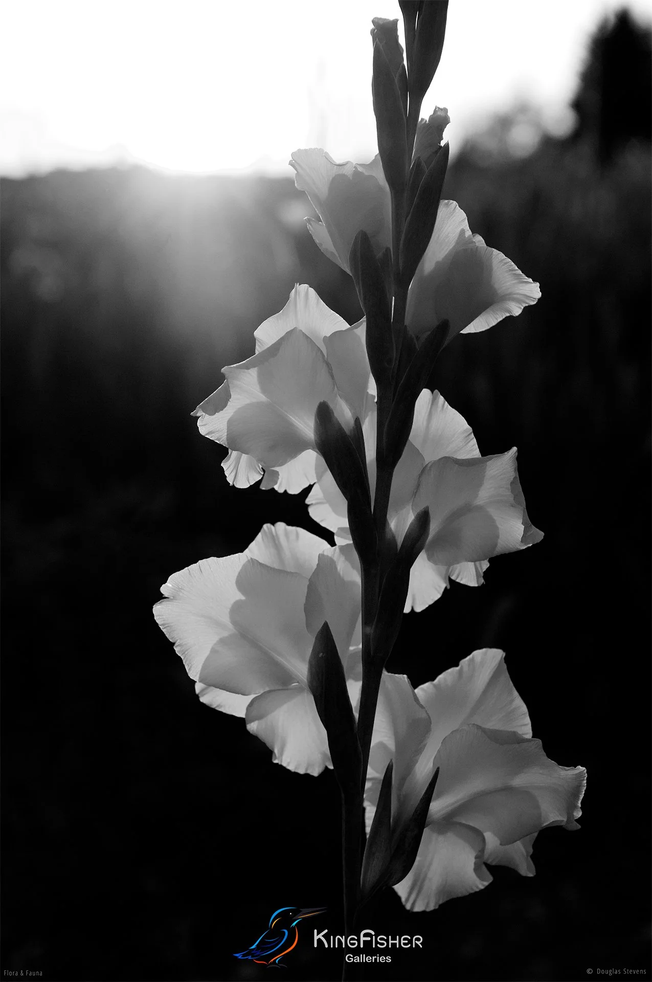 071_DST_Flora_Fauna_2011_Illumination_P_BW.jpg
