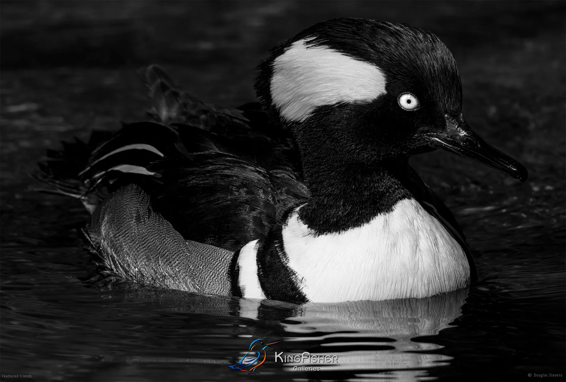 600_DST_Birds_2025_Hooded_Merganser_L_BW.jpg