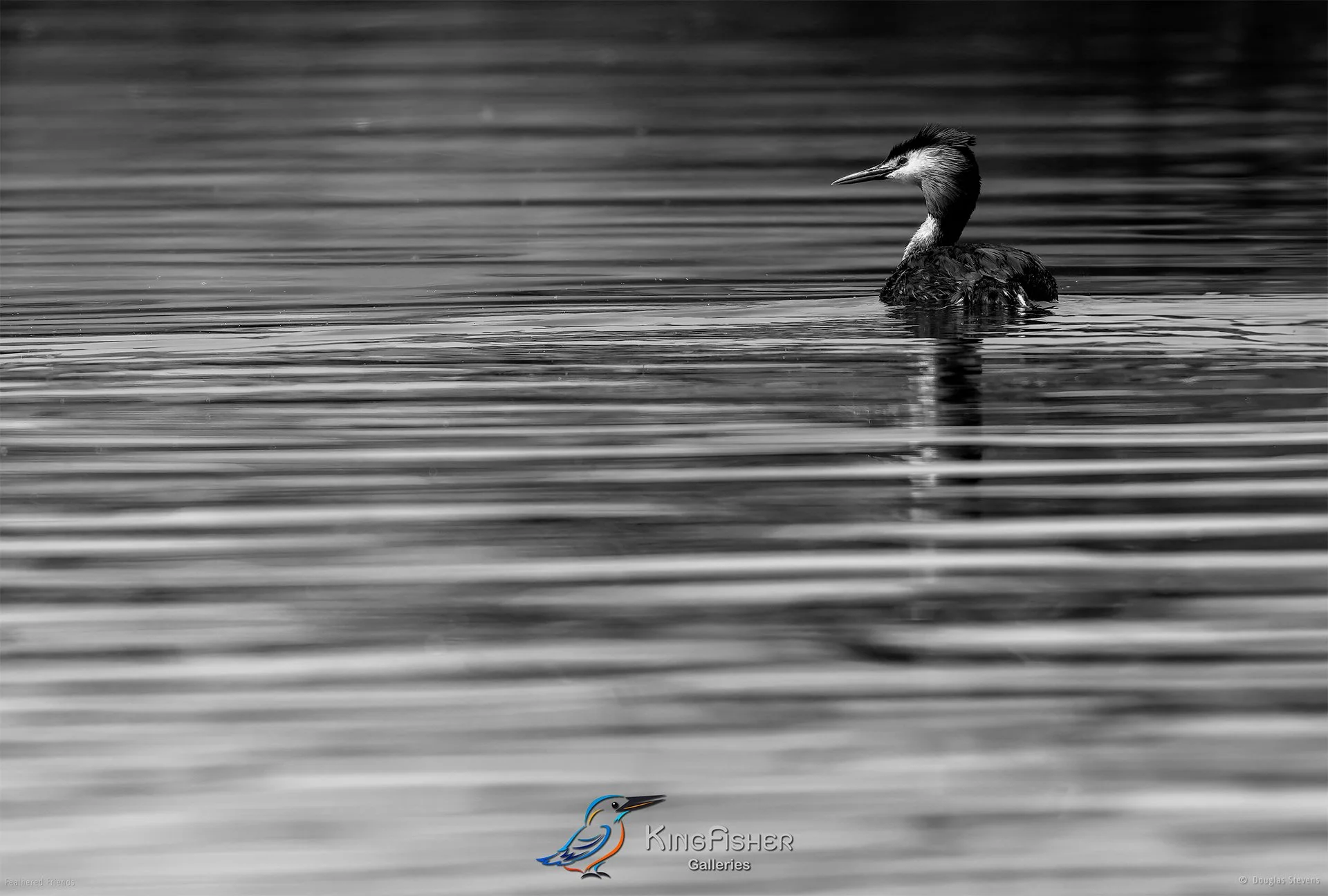 643_DST_Birds_2025_Great_Crested_Grebe_L_BW.jpg