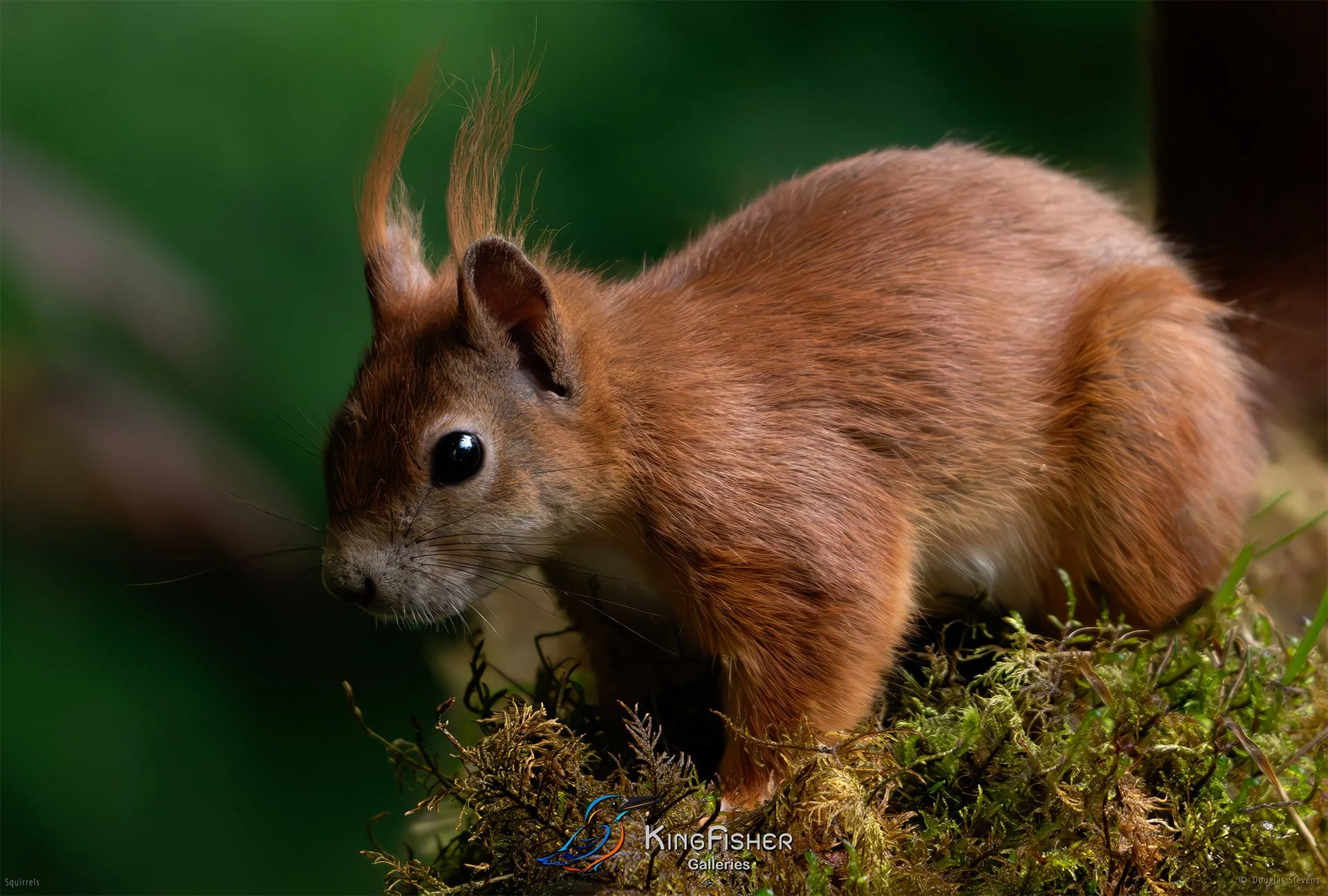 568_DST_Squirrels_Eye_Contact_L.jpg