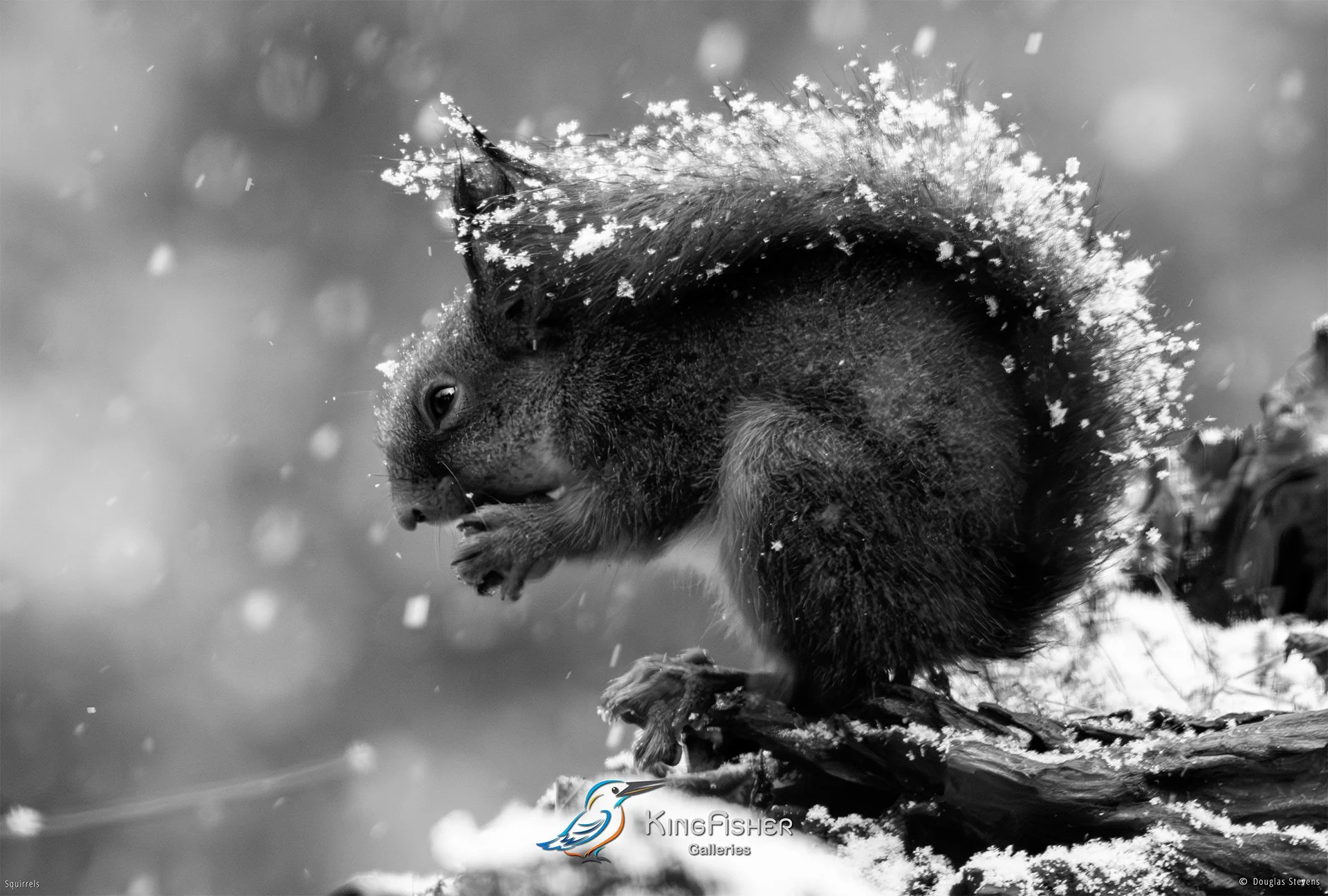 592_DST_Squirrels_Winter_Snack_L_BW.jpg