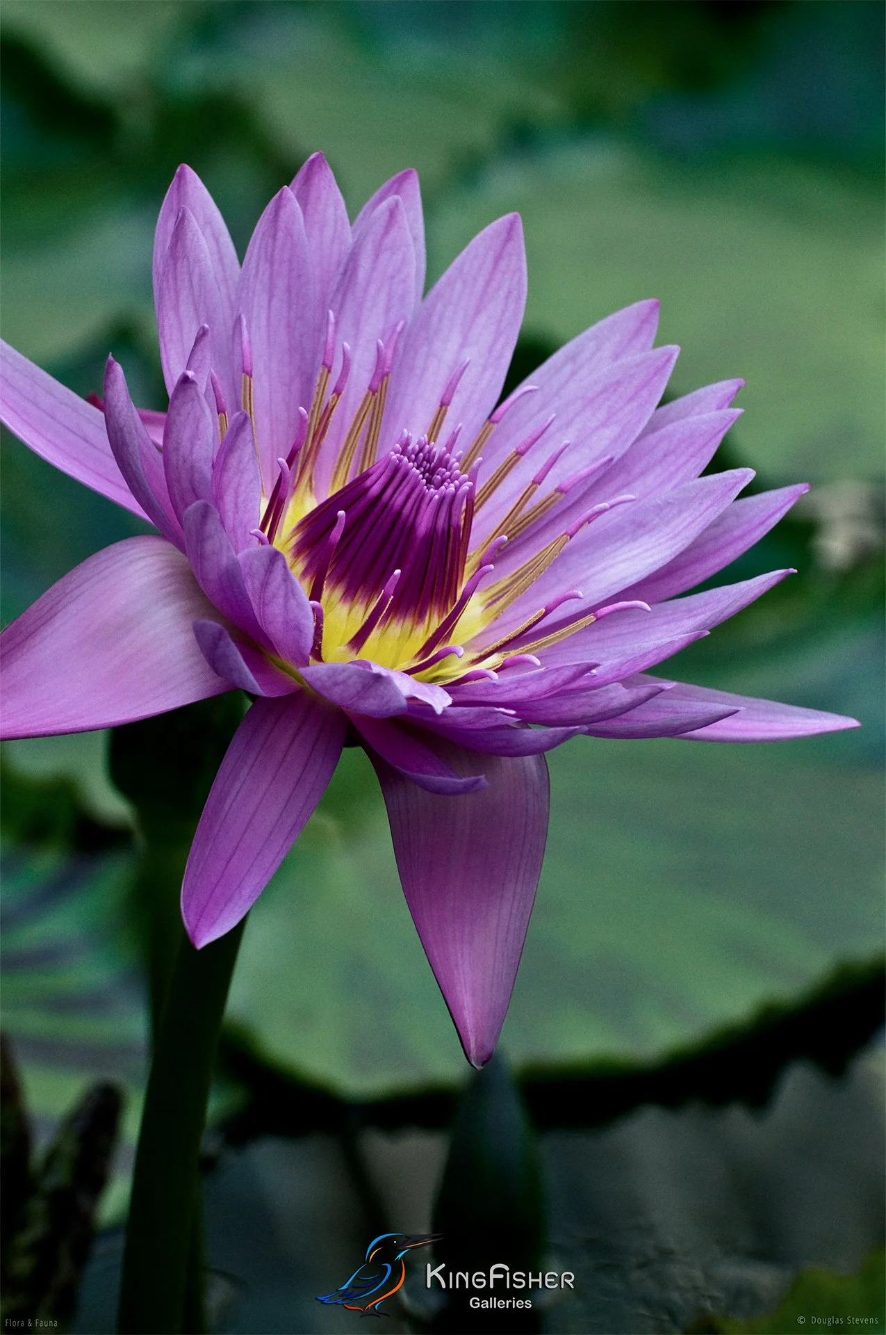 021_DST_Flora_Fauna_2008_Water_Lily.jpg