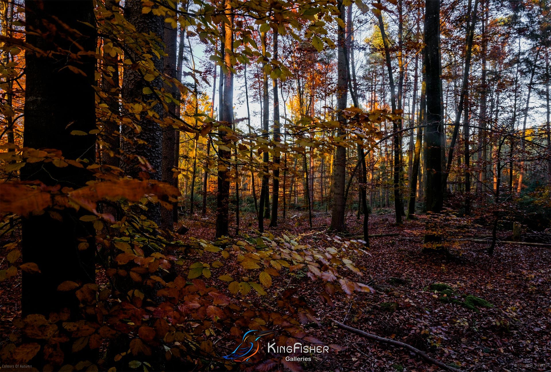 050_DST_Colours_Of_Autumn_L.jpg