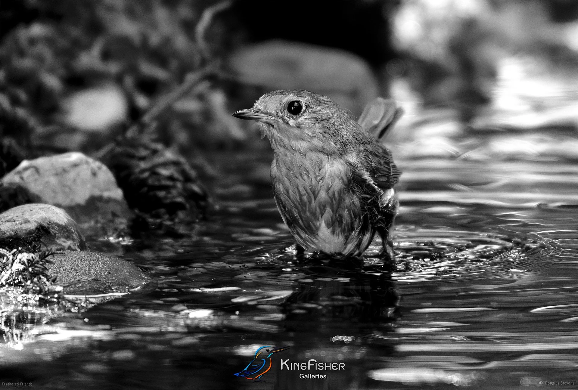 661_DST_Birds_2025_Robin_Bathday_L_BW.jpg
