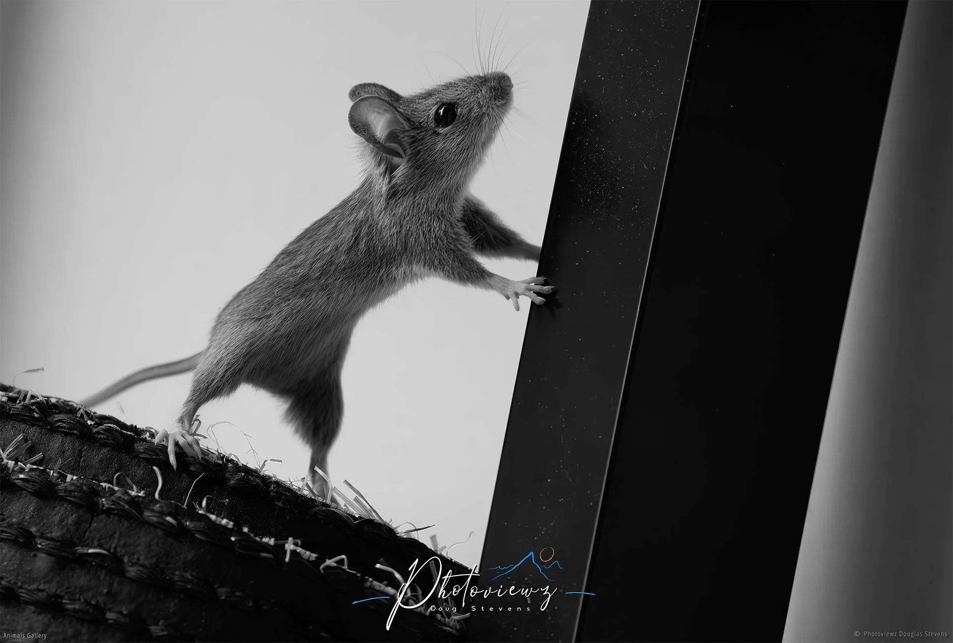 278_DST_Animals_Wood_Mouse_Push_It_L_BW.jpg