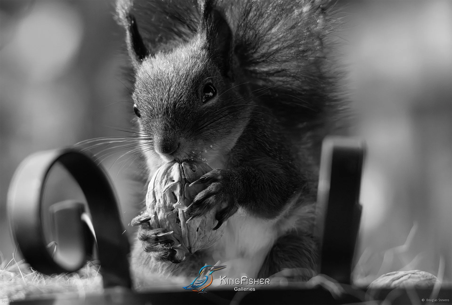 591_DST_Squirrels_Delicious_L_BW.jpg