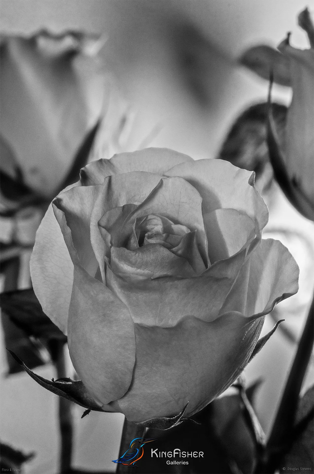 033_DST_Flora_Fauna_2008_Rose_P_BW.jpg