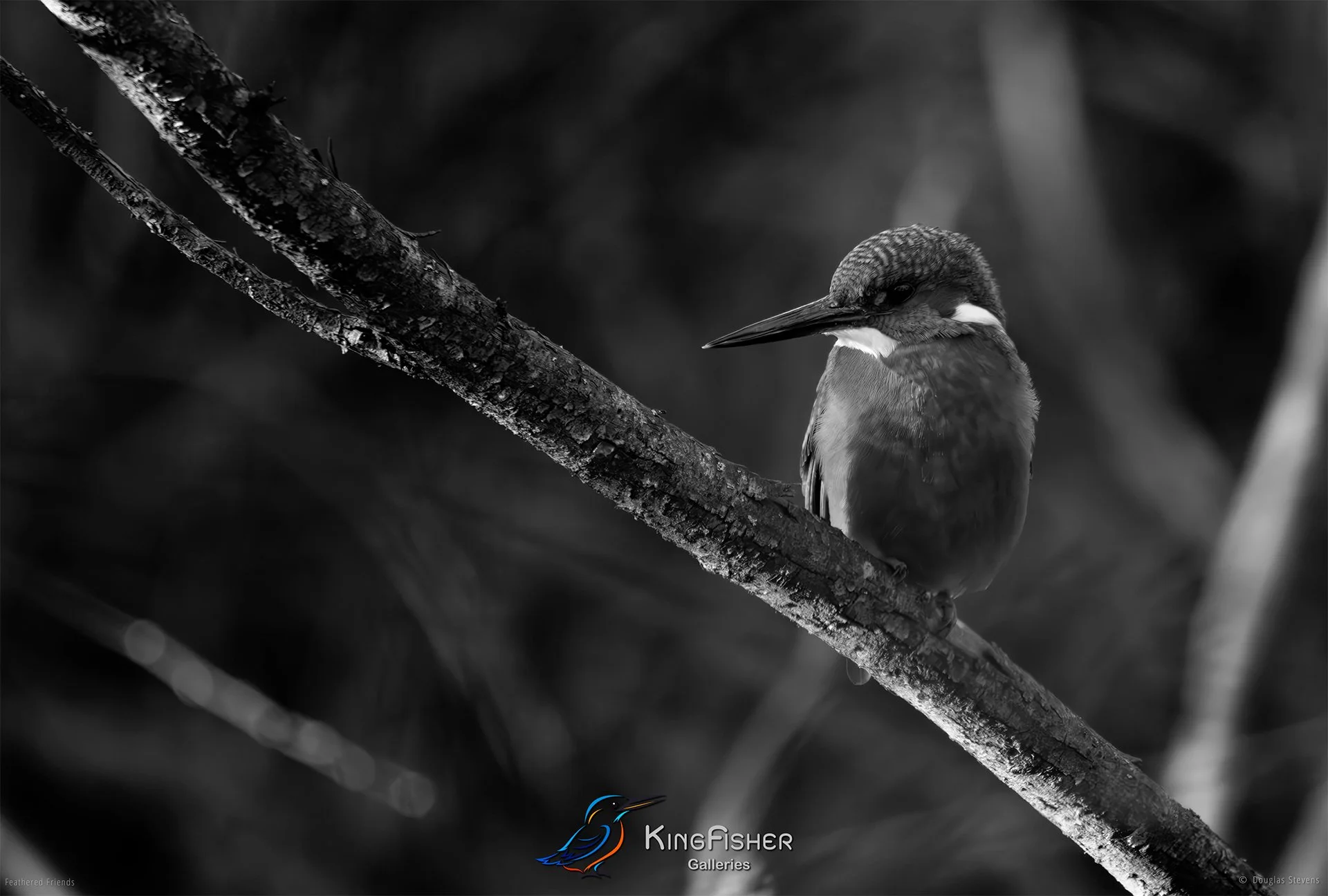 497_DST_Birds_2025_Kingfisher_L_BW.jpg