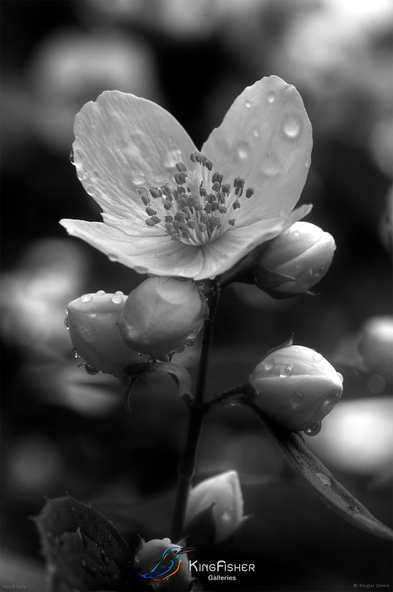082_DST_Flora_Fauna_2012_Jasmine_P_BW.jpg