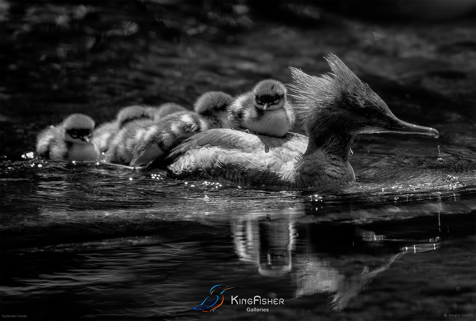 641_DST_Birds_2025_Common_Merganser_L_BW.jpg