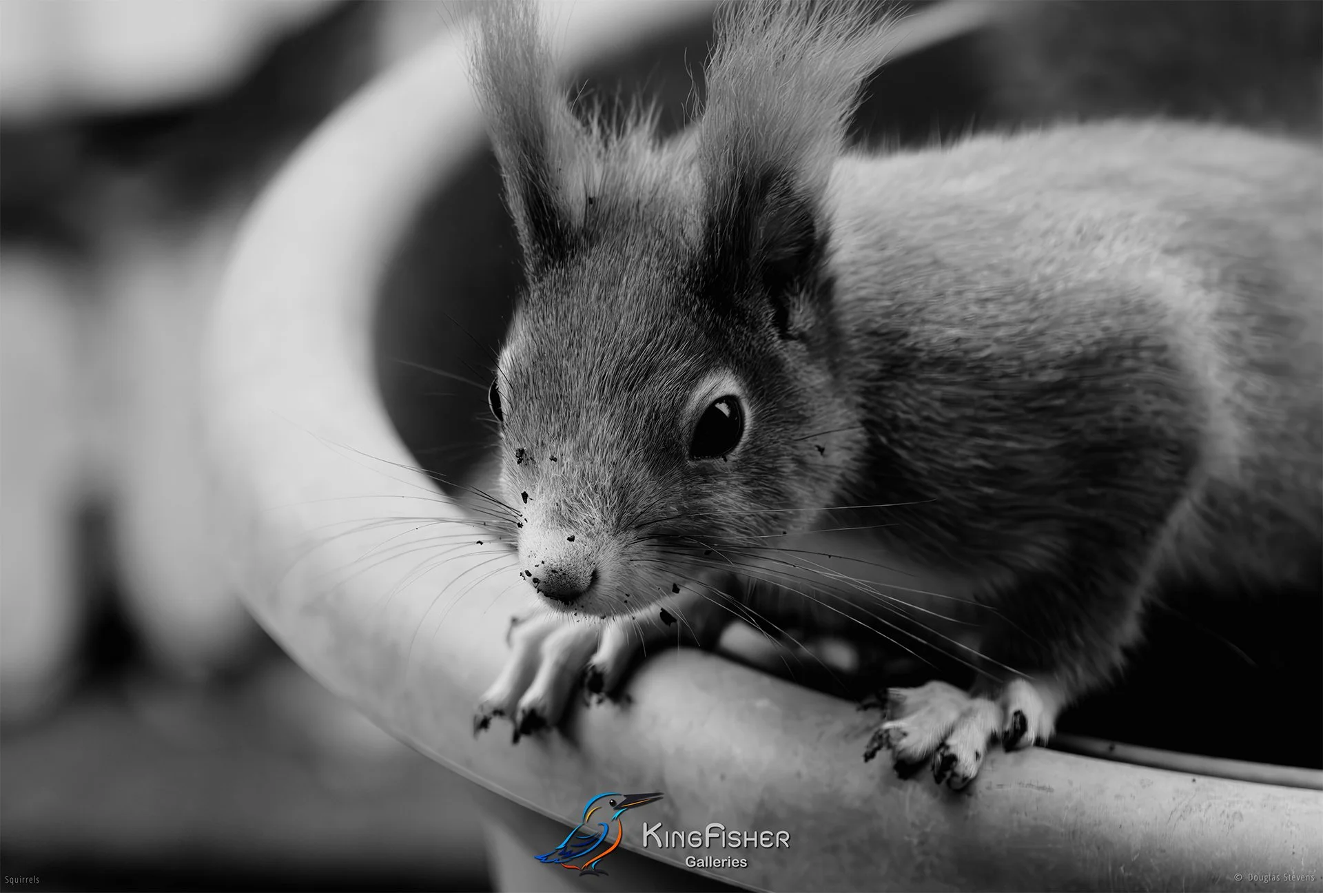 544_DST_Squirrels_Dirty_Nose_L_BW.jpg