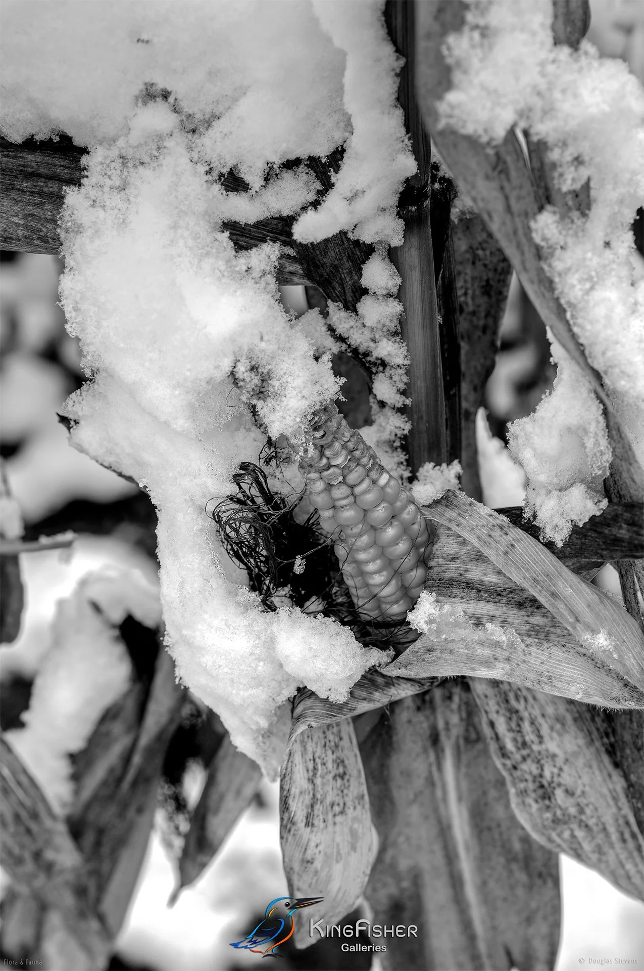 007_DST_Flora_Fauna_2008_P_BW.jpg