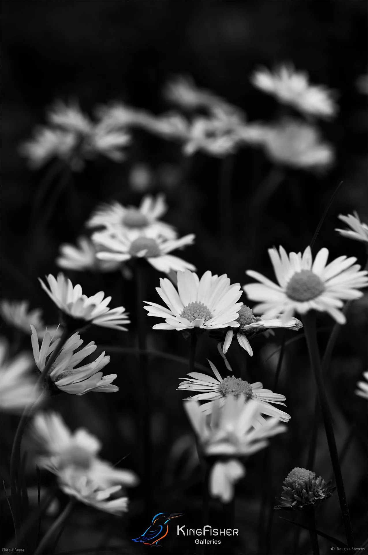 016_DST_Flora_Fauna_2008_Common_Daisy_P_BW.jpg
