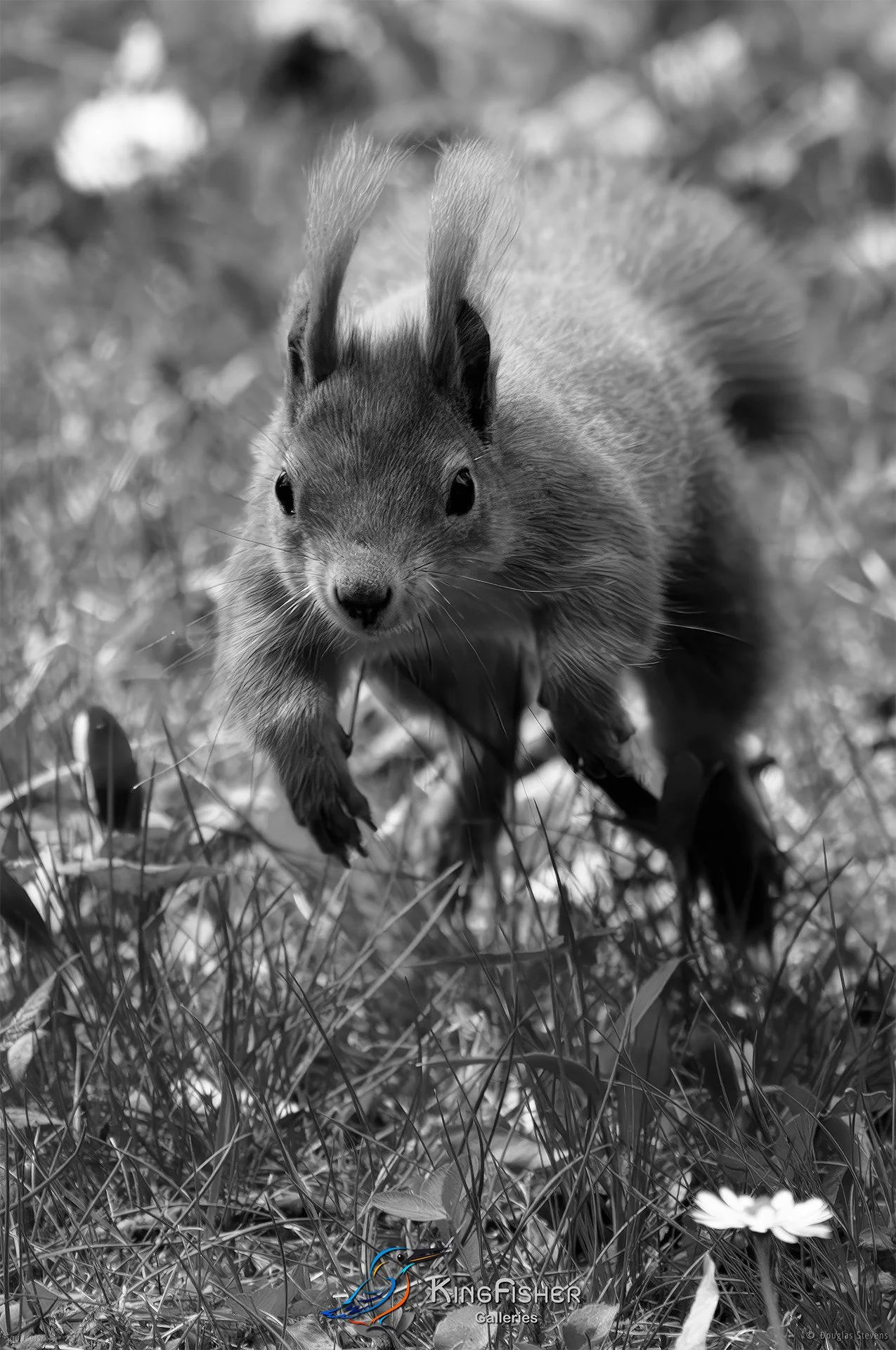 546_DST_Squirrels_In_Action_P_BW.jpg