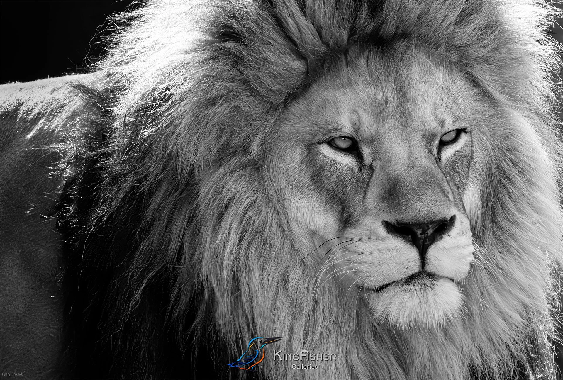 301_DST_Animals_Lion_L_BW.jpg