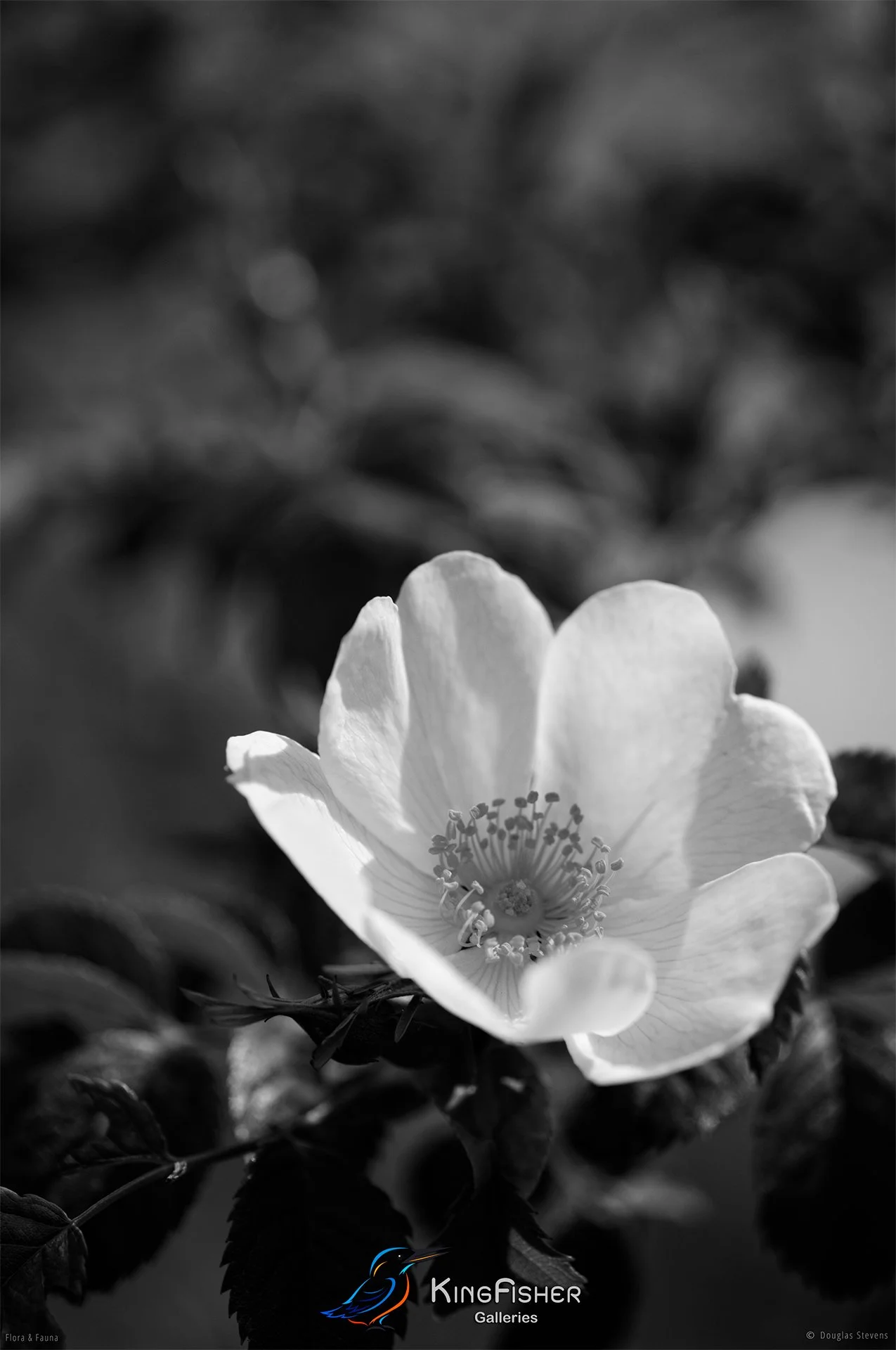 104_DST_Flora_Fauna_2014_Spring_Meadow_P_BW.jpg