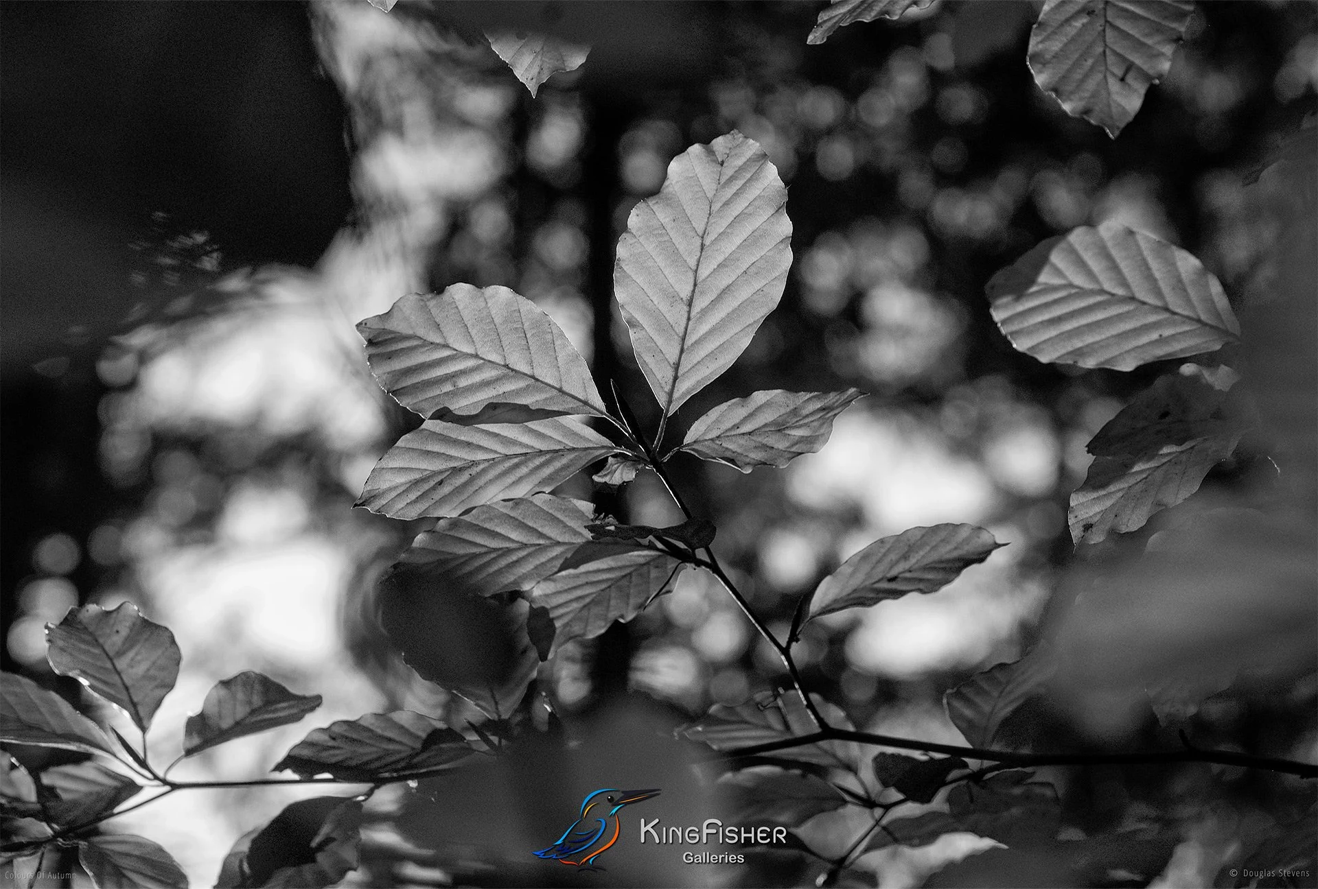042_DST_Colours_Of_Autumn_L_BW.jpg