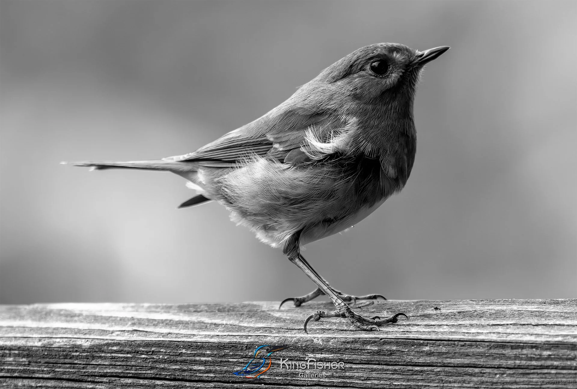 700_DST_Birds_2025_Robin_L_BW.jpg