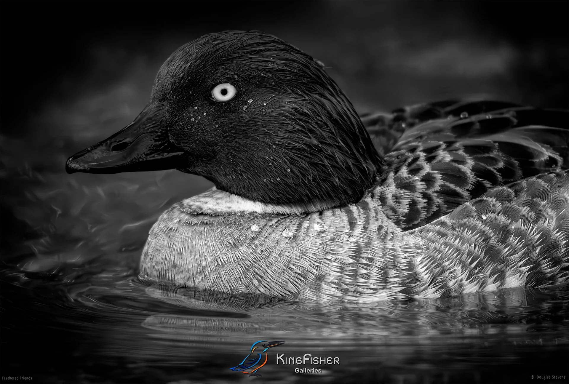 609_DST_Birds_2025_Common_Goldeneye_Female_L_BW.jpg