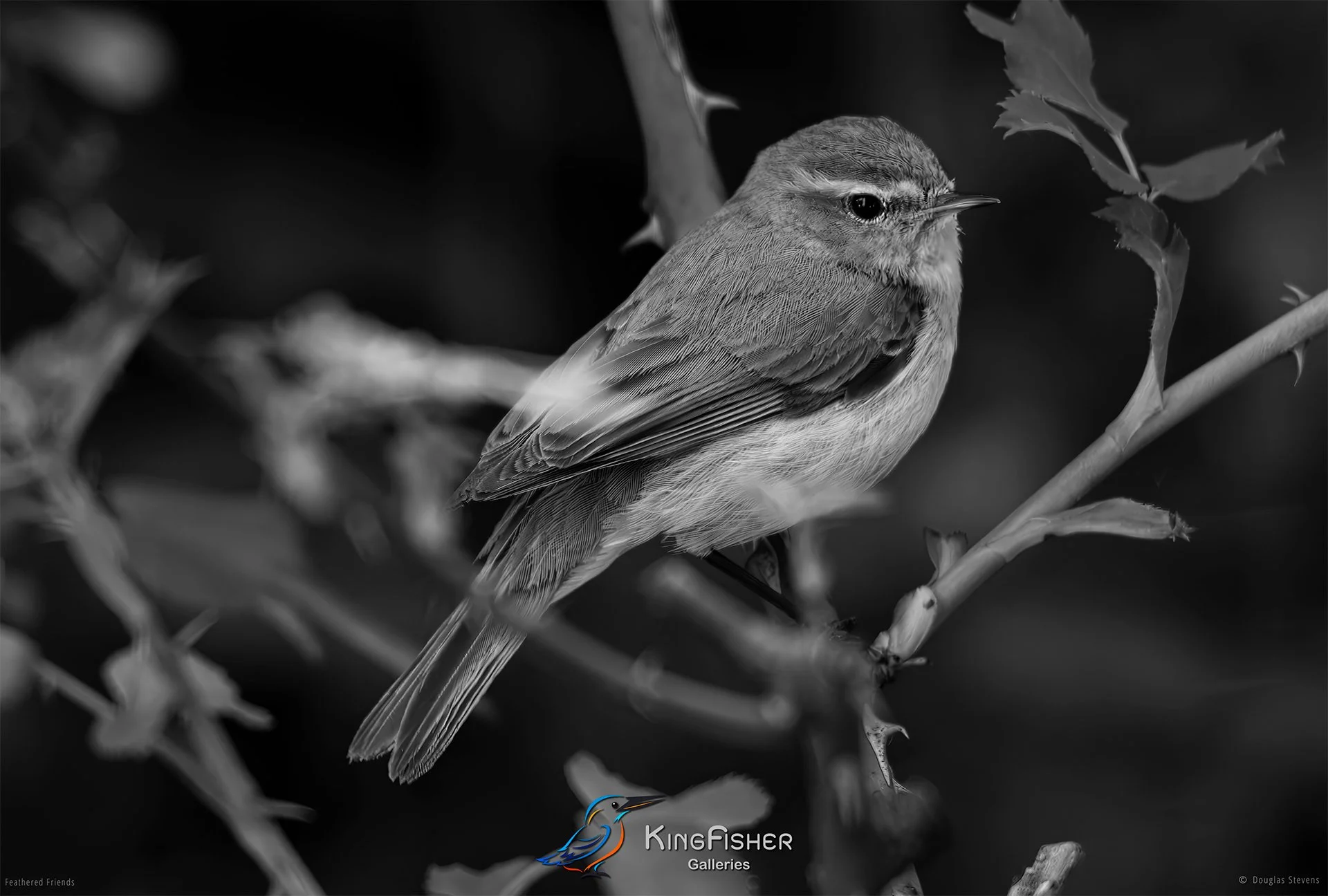 580_DST_Birds_2025_Common_Chiffchaff_L_BW.jpg