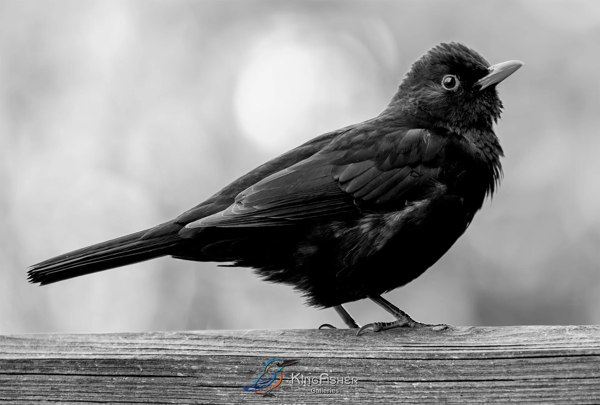 525_DST_Birds_2025_Blackbird_Fluffy_L_BW.jpg