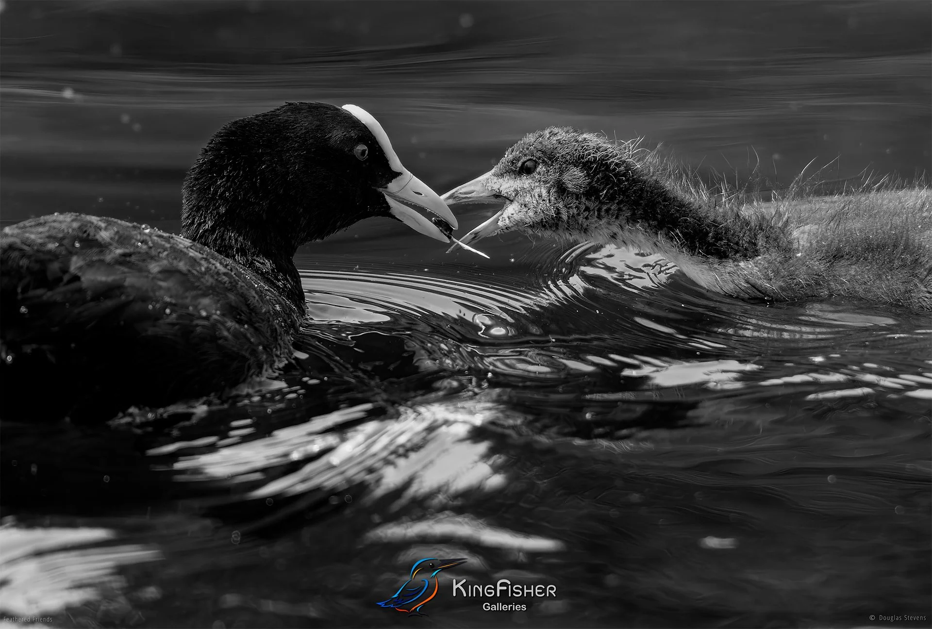 674_DST_Birds_2025_Coot_Chick_L_BW.jpg