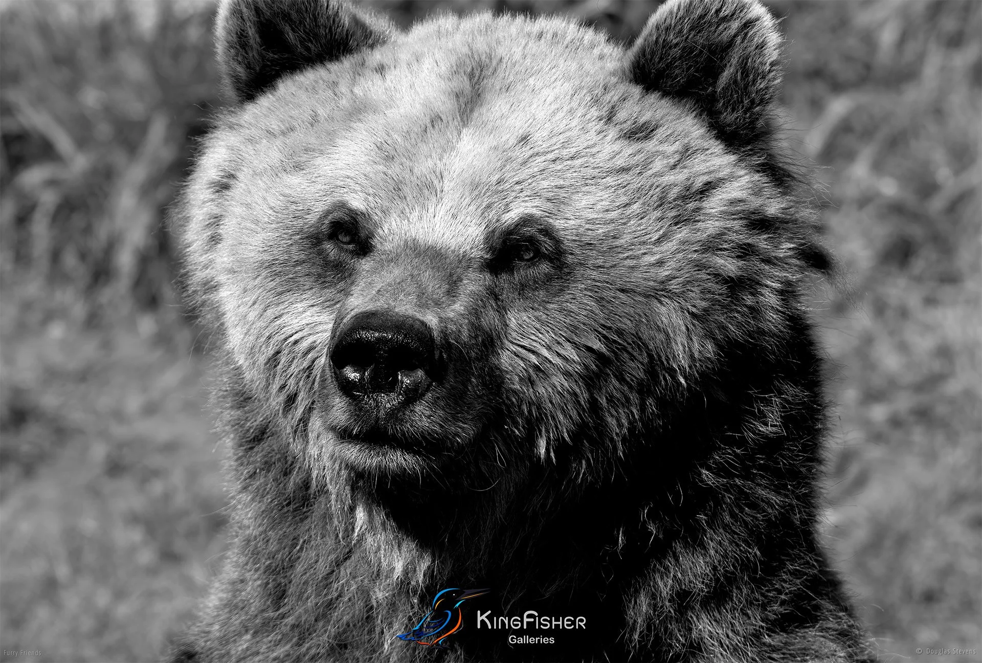 282_DST_Animals_European_Brown_Bear_L_BW.jpg