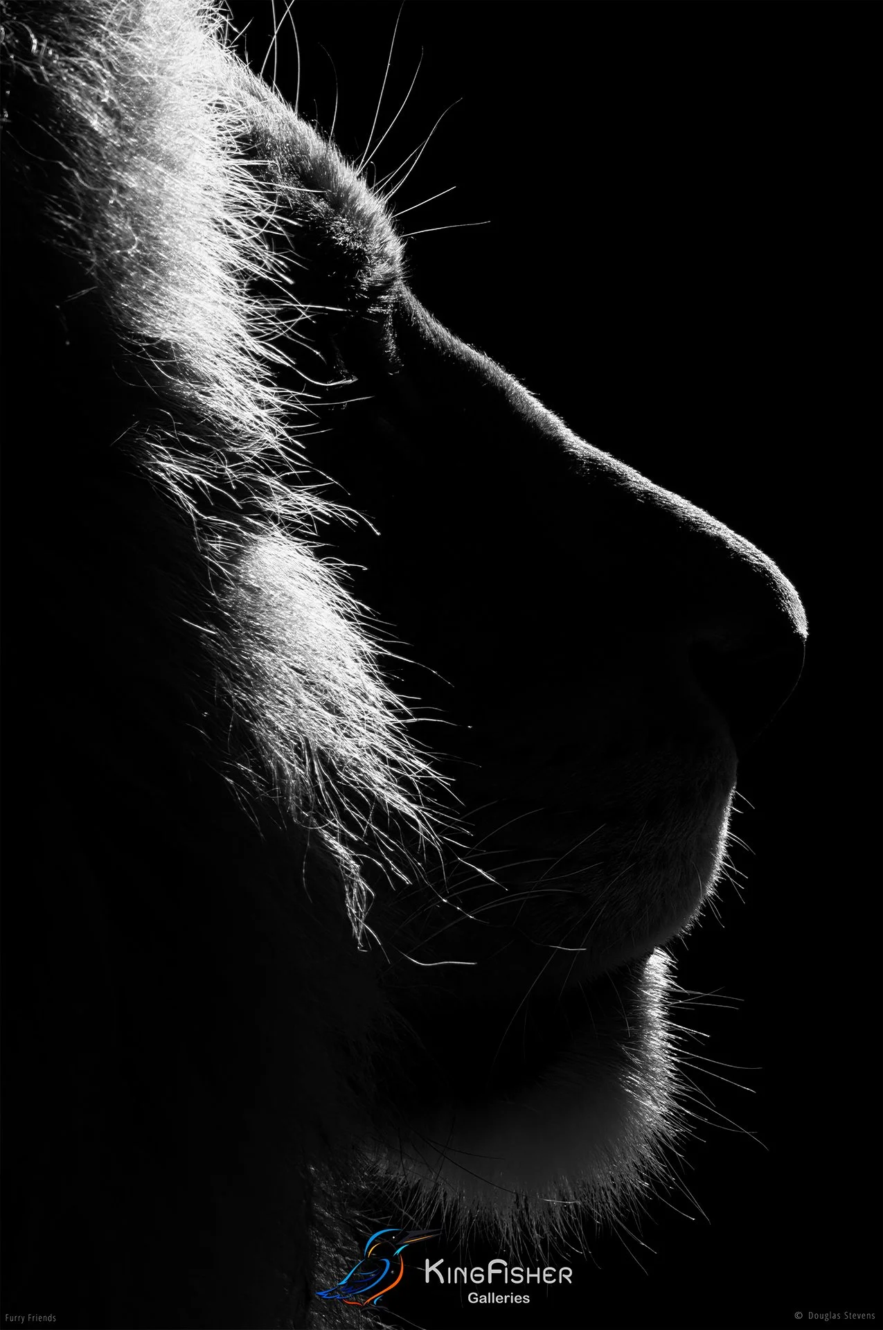 290_DST_Animals_Lion_Profile_P_BW.jpg