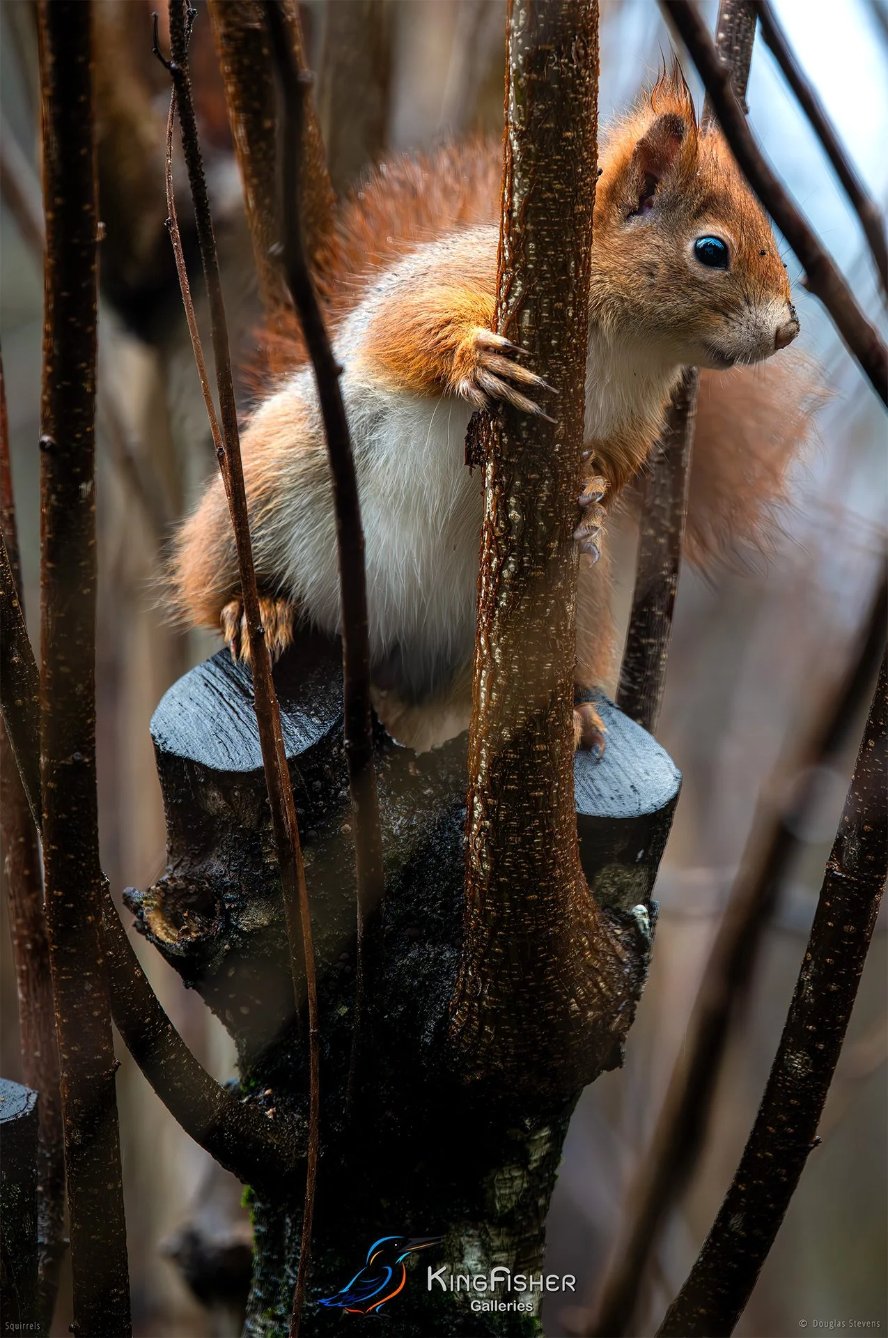 576_DST_Squirrels_In_The_Thick_Of_It_P.jpg