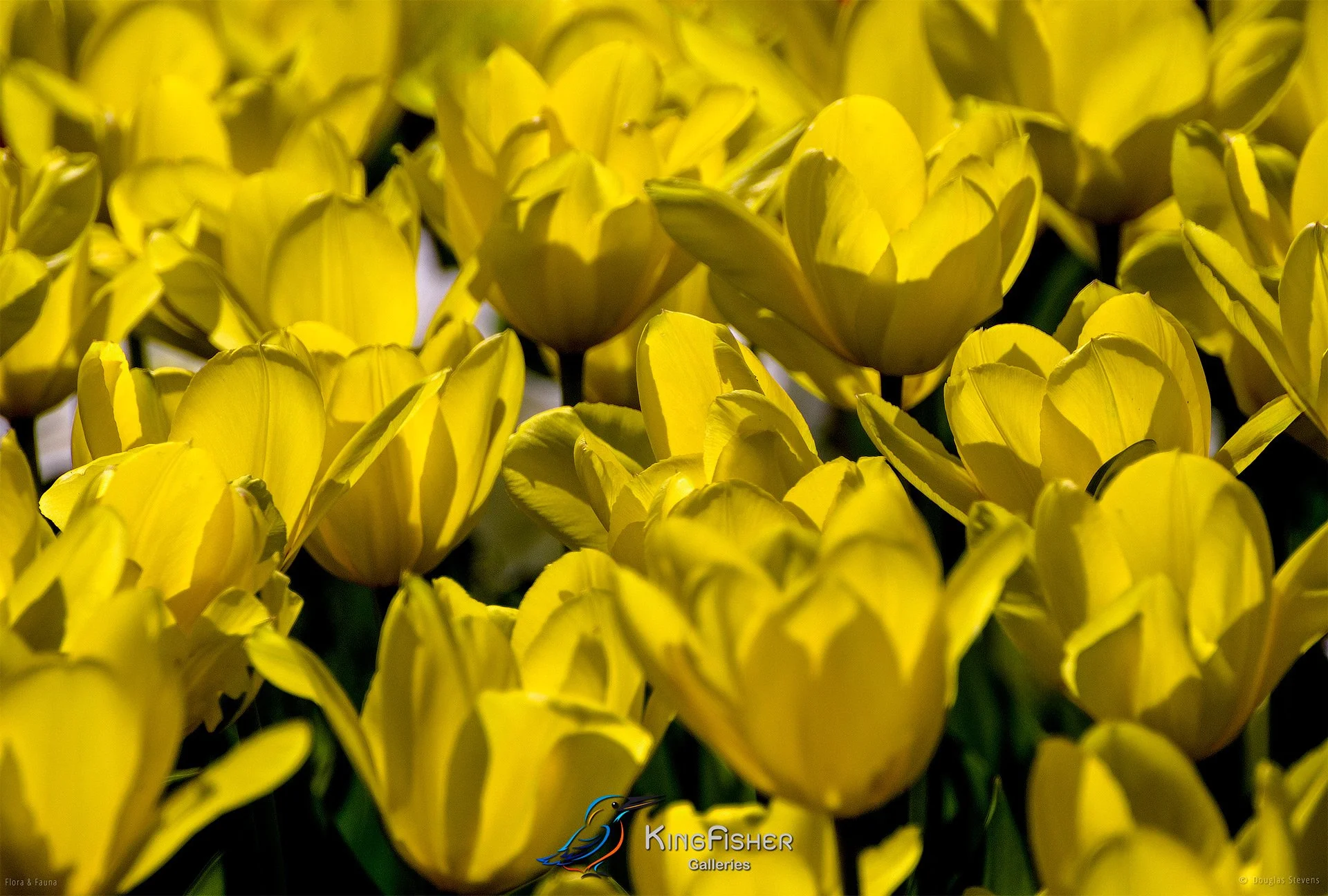 053_DST_Flora_Fauna_2010_Tulip_Gold_L.jpg