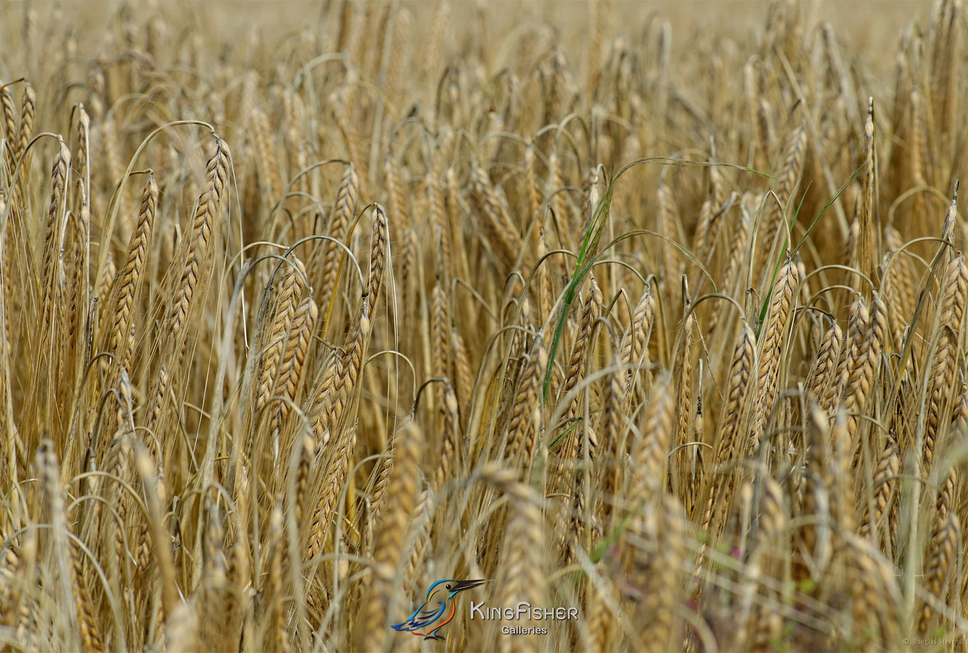 093_DST_Flora_Fauna_2013_Barley_Field_L.jpg