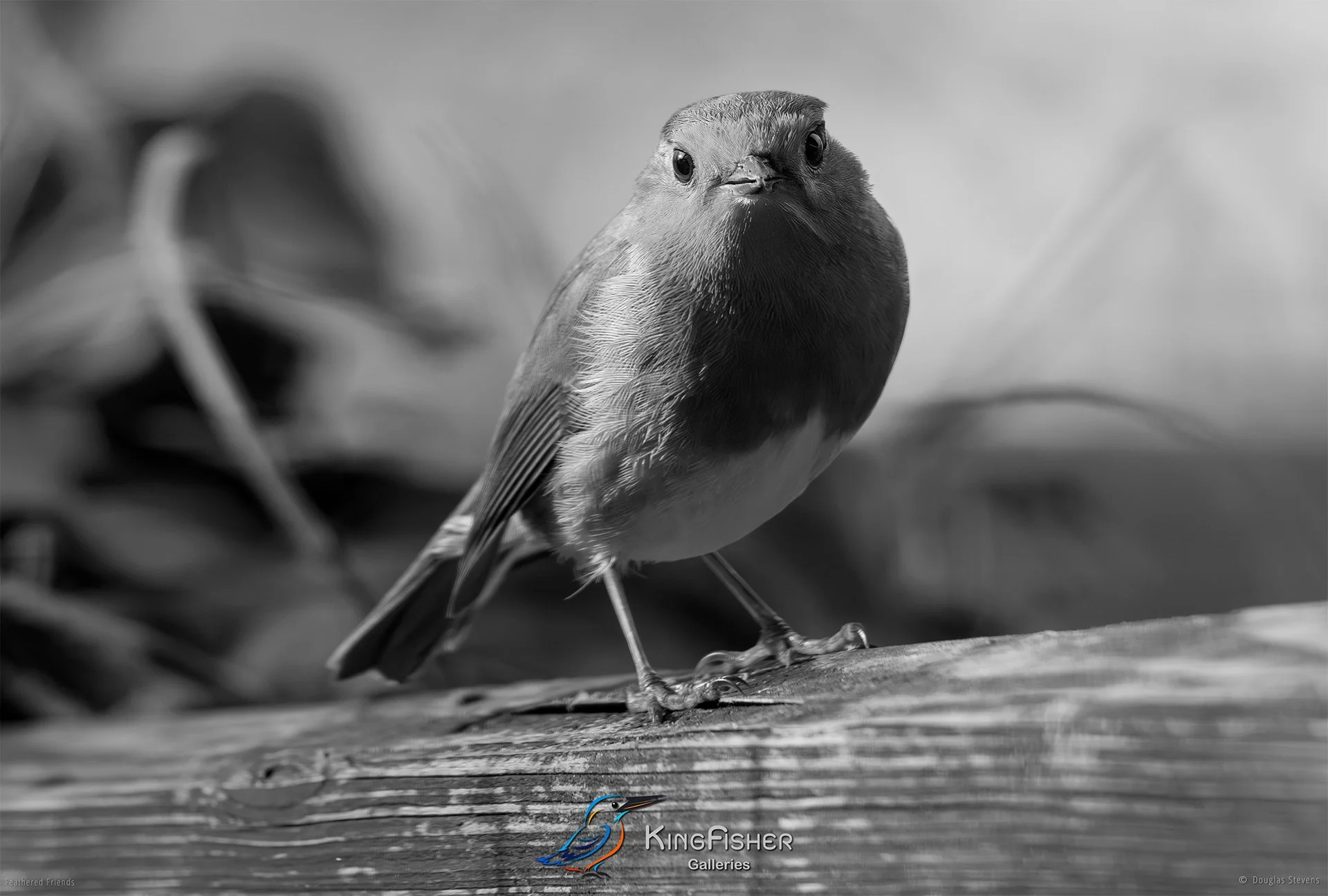 725_DST_Birds_2025_Robin_Straight_On_L_BW.jpg
