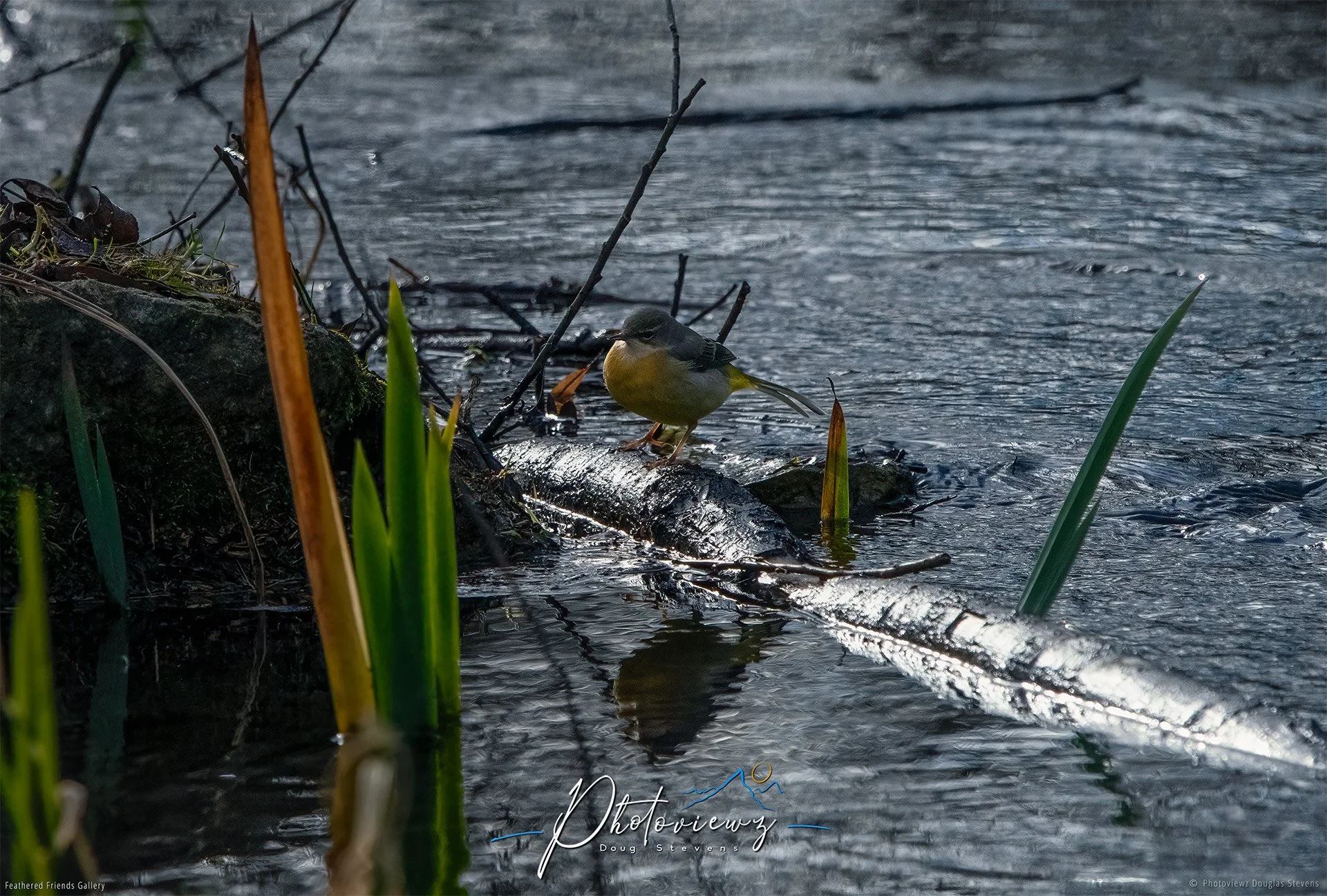 402_DST_Birds_2025_Grey_Wagtail_L.jpg