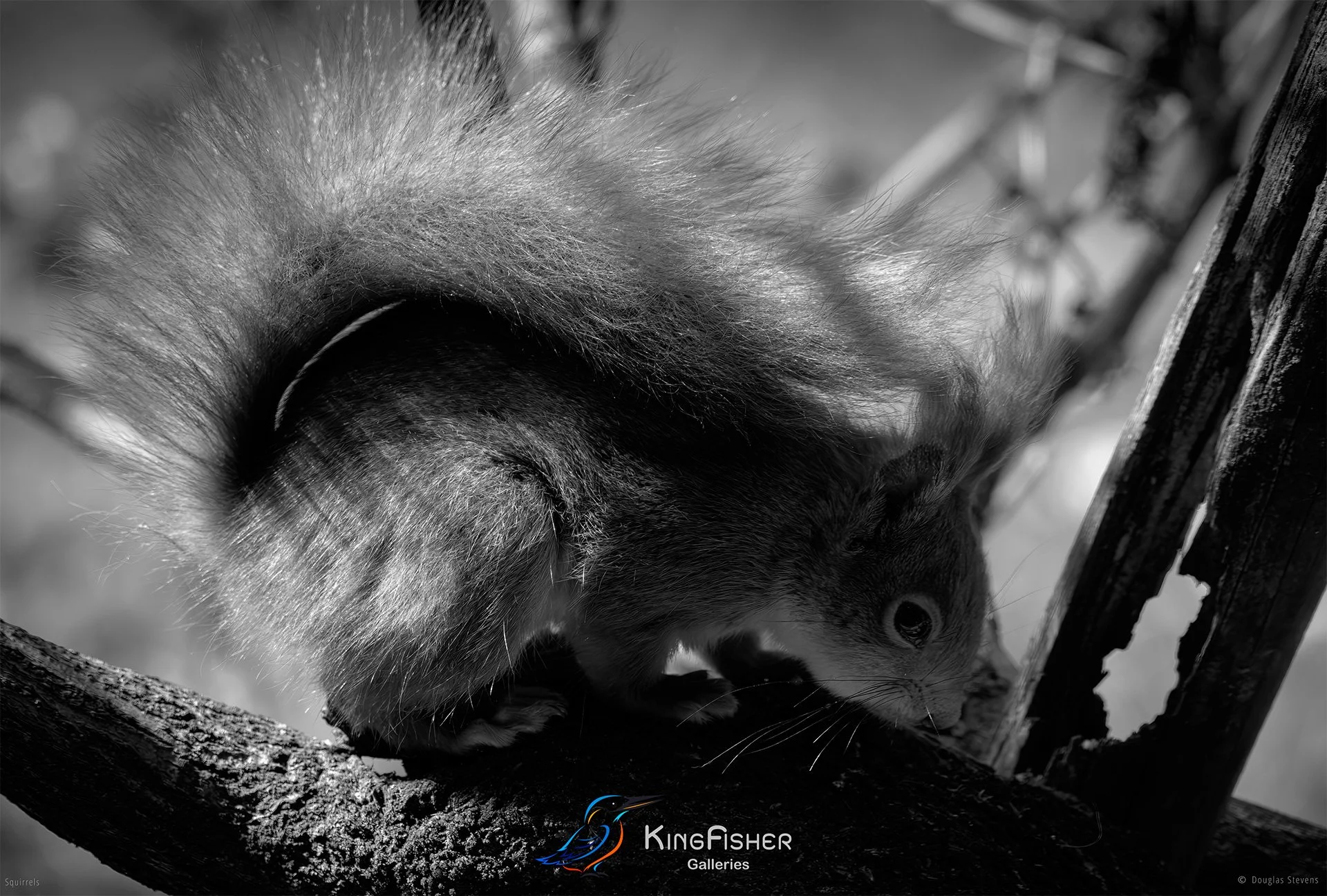 555_DST_Squirrels_Sleepy_Noon_L_BW.jpg