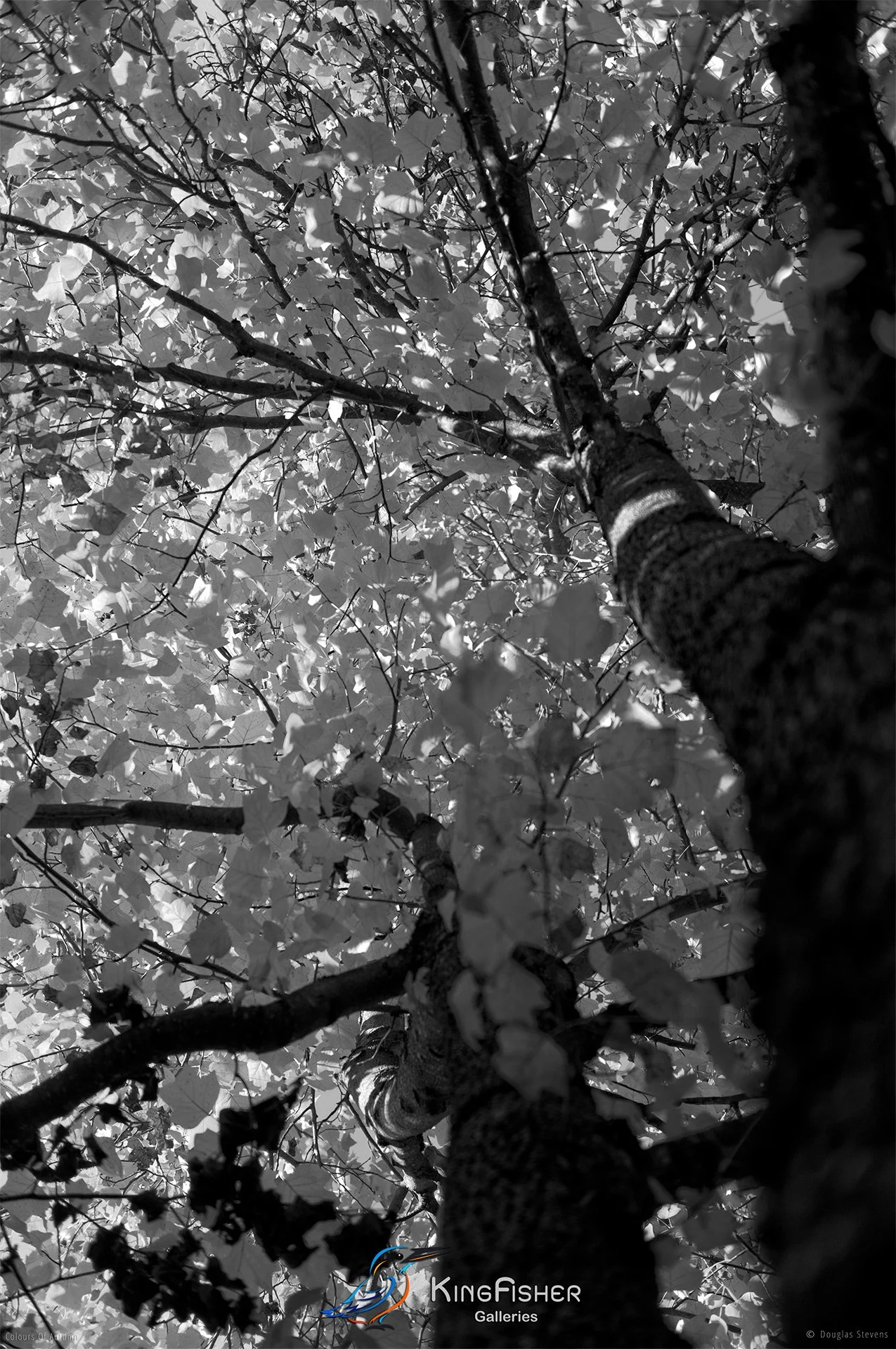 005_DST_Colours_Of_Autumn_P_BW.jpg