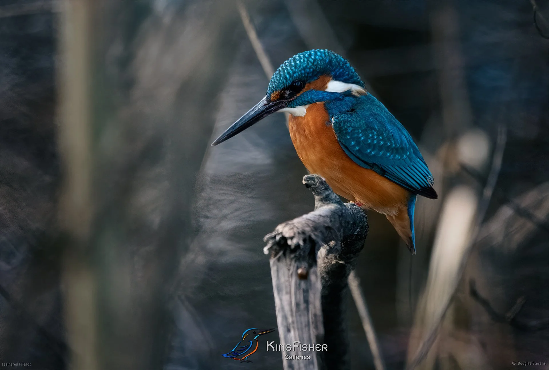 403_DST_Birds_2025_Kingfisher_L.jpg