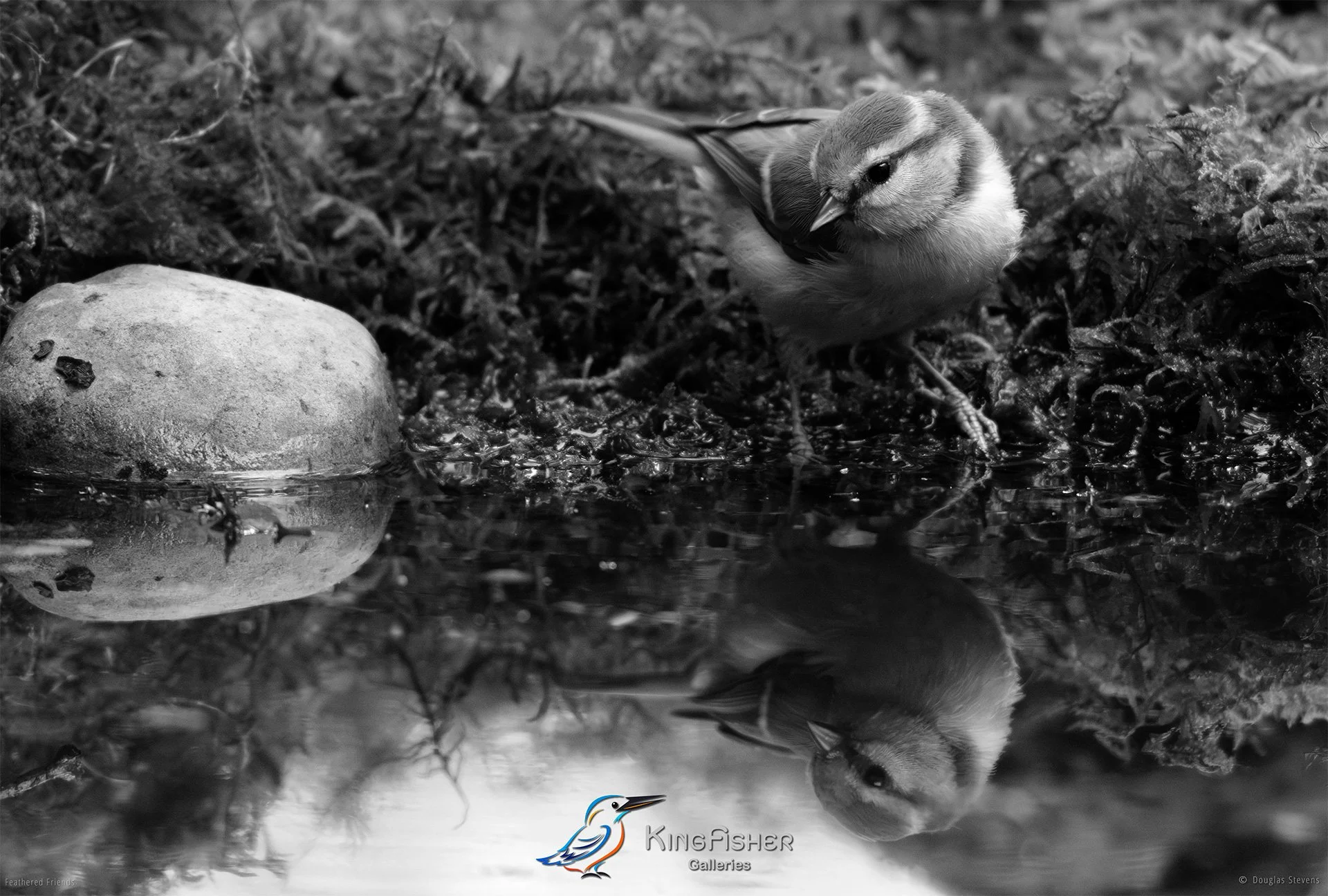 637_DST_Birds_2025_Blue_Tit_Refl_Pond_L_BW.jpg