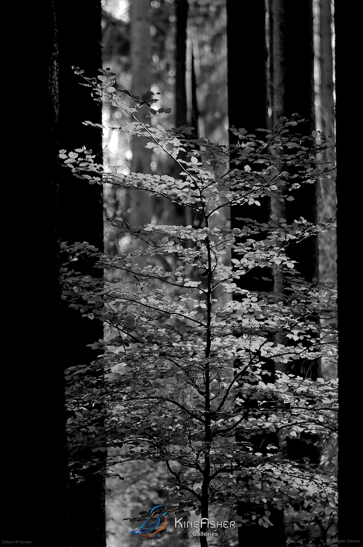 057_DST_Colours_Of_Autumn_P_BW.jpg