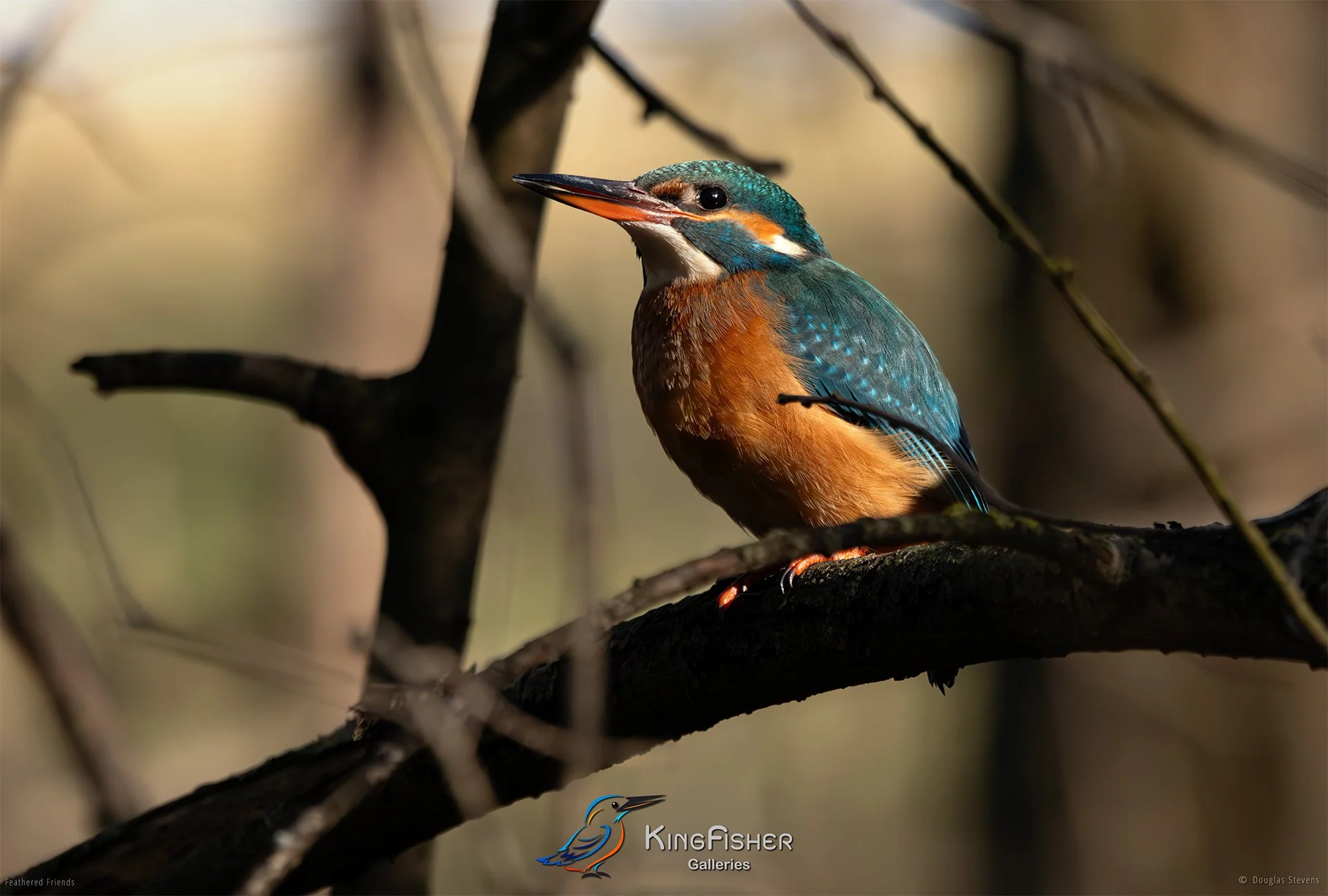 434_DST_Birds_2025_Kingfisher_Standing_Proud_L.jpg