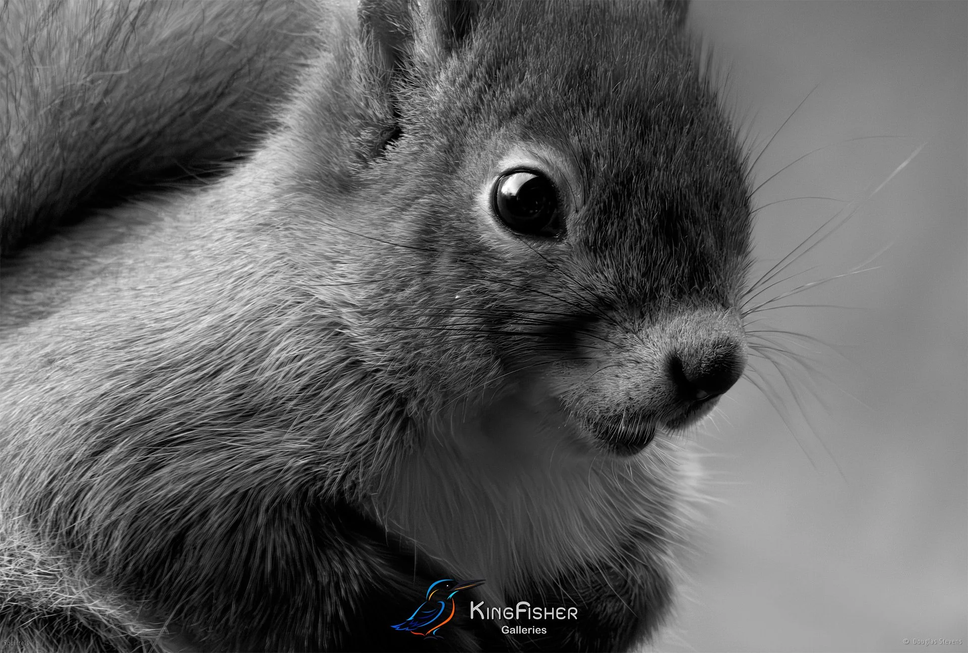 573_DST_Squirrels_Closeup_L_BW.jpg