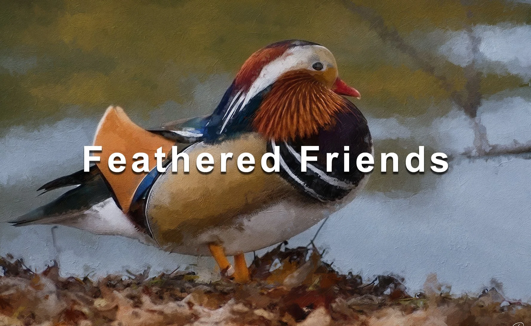 Gallery_Thumbnails_L_0001_Feathered_Friends_Gallery_Thumb_1800x1100px.jpg